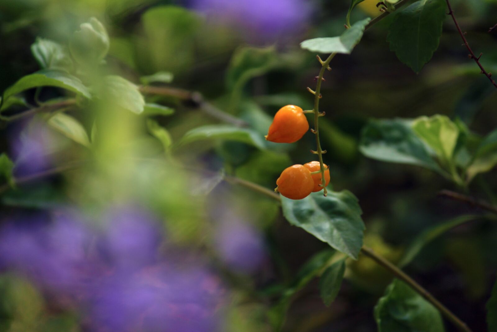 Canon EOS 700D (EOS Rebel T5i / EOS Kiss X7i) sample photo. Violet, orange, green photography