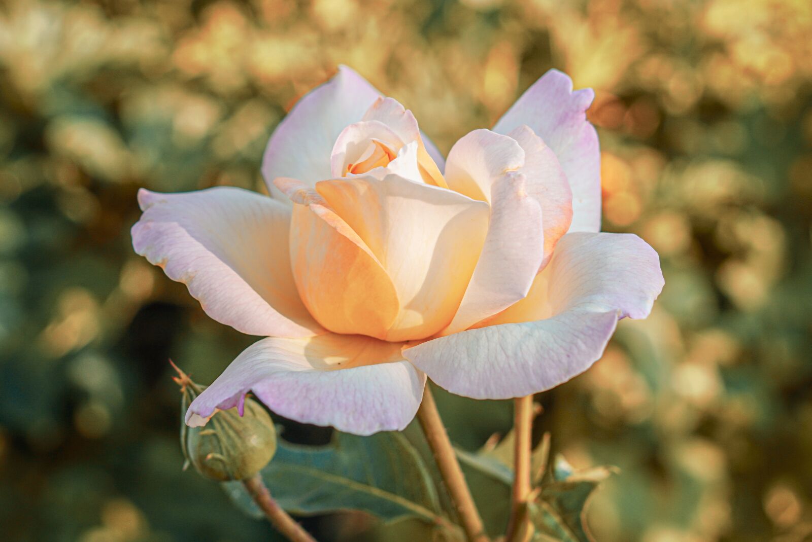 Samyang AF 35mm F1.4 FE sample photo. Rose, flower, romance photography