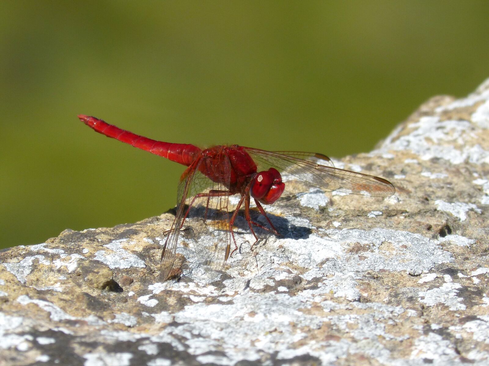 Panasonic DMC-FZ62 sample photo. Red dragonfly, raft, dragonfly photography