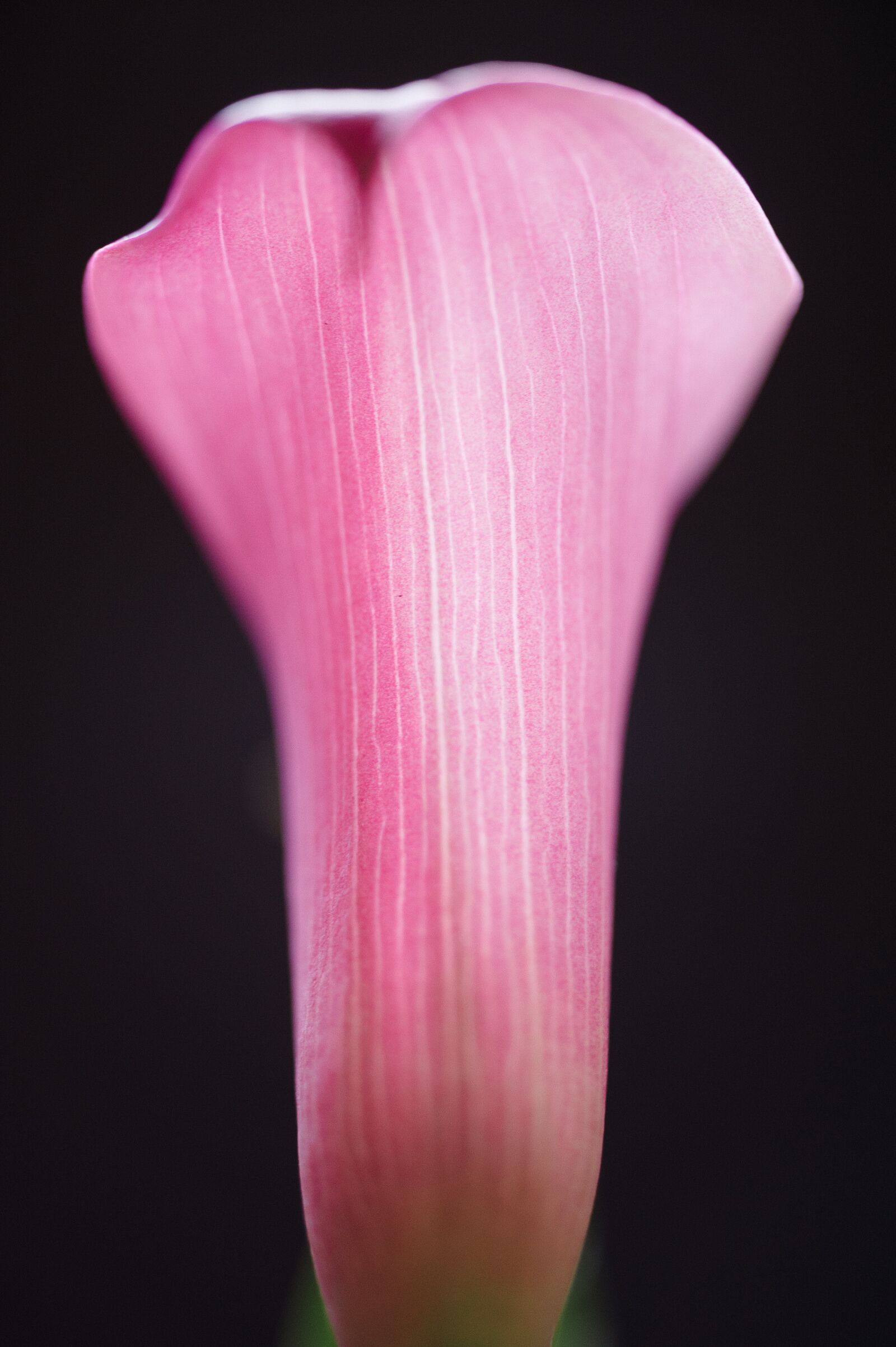 Nikon D700 sample photo. Calla lilly, macro, flower photography