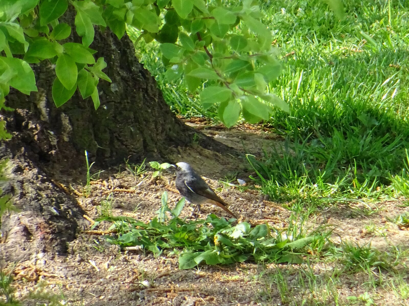 Sony DSC-HX60 sample photo. Garden bird, nature, bird photography
