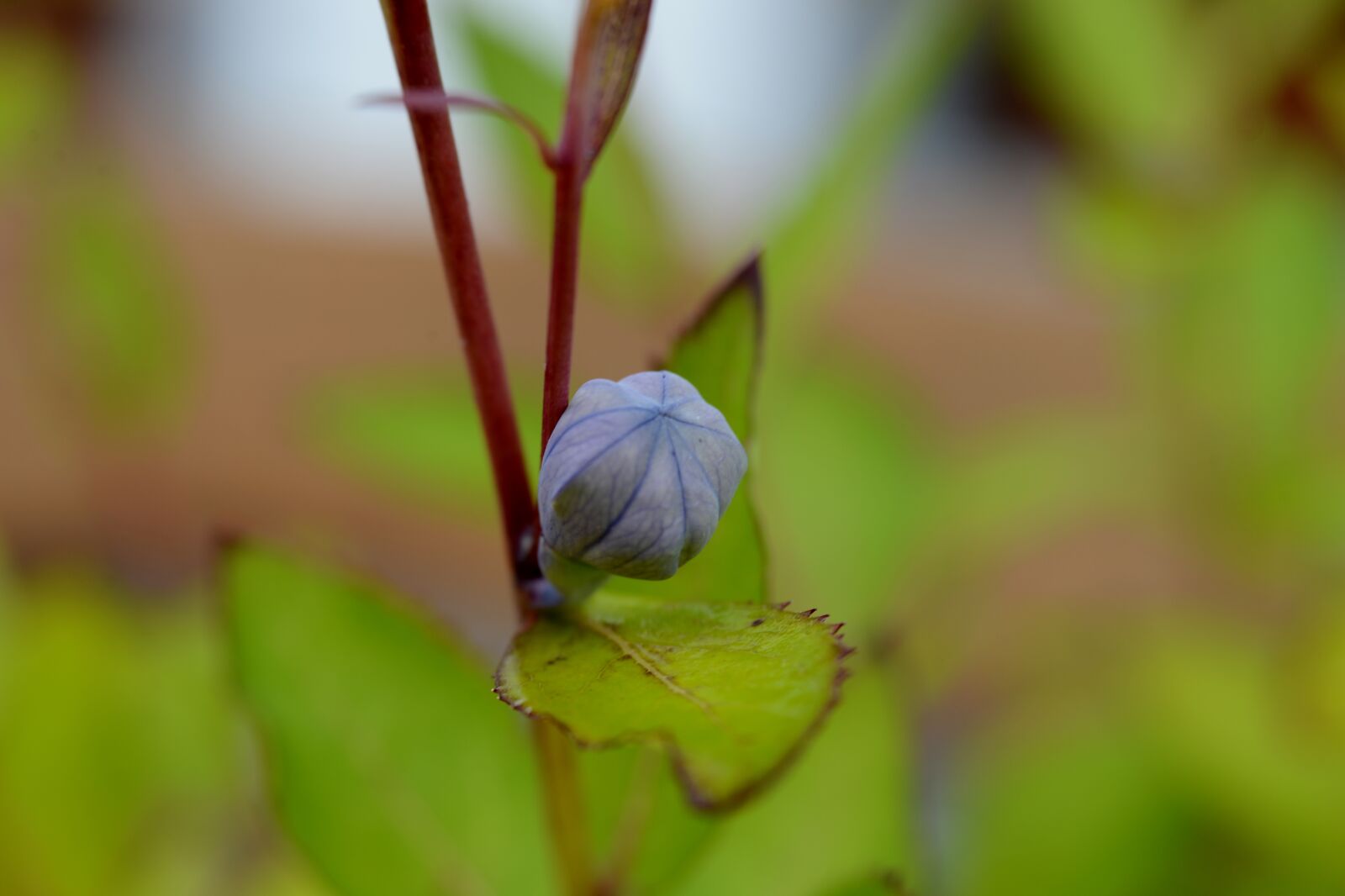 Nikon D600 sample photo. Campanula, flower bud, bells photography