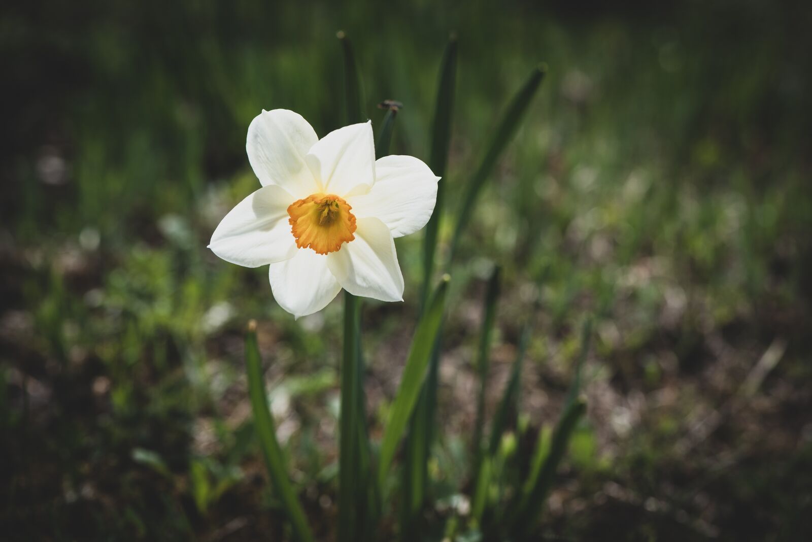 Nikon D750 sample photo. Narcissus, flower, spring photography