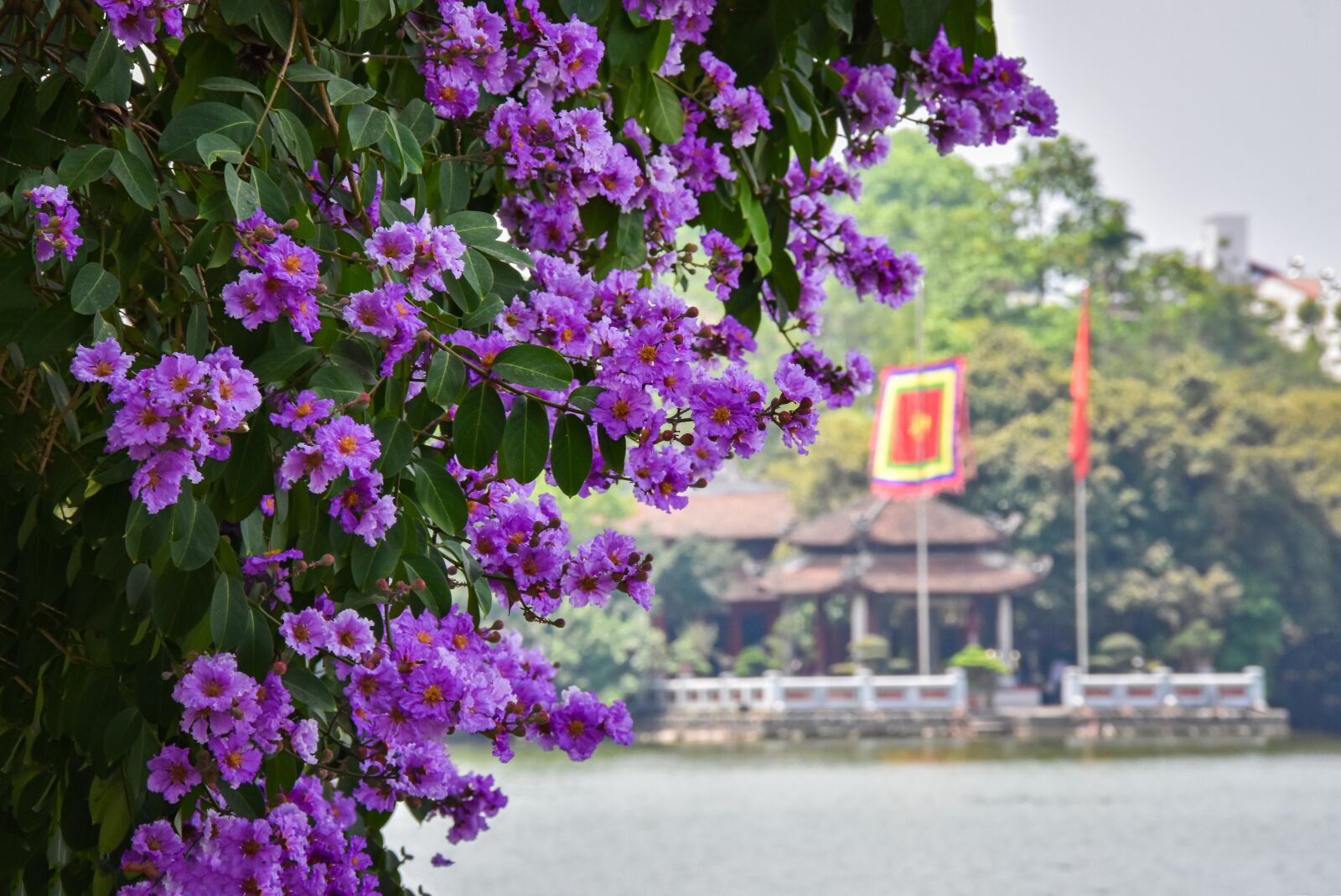 Nikon D7200 sample photo. Purple flowers, leaves, foliage photography
