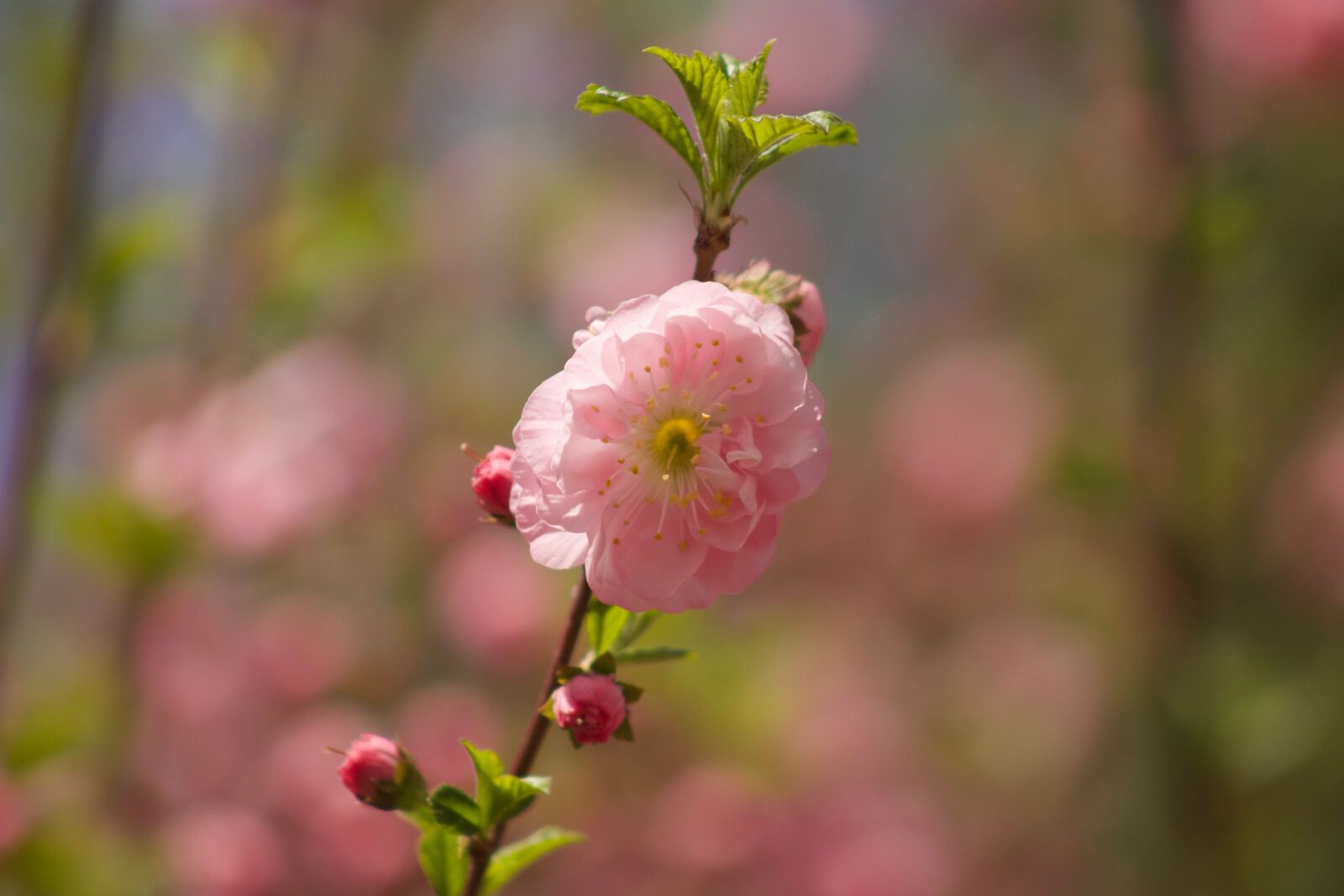 Canon EOS 500D (EOS Rebel T1i / EOS Kiss X3) sample photo. Cherry blossom, flower, cherry photography