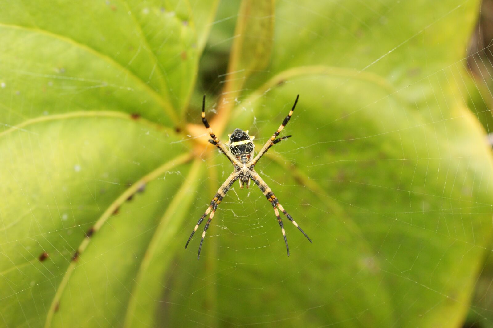 Sony Alpha DSLR-A390 sample photo. Nature, in, the photography