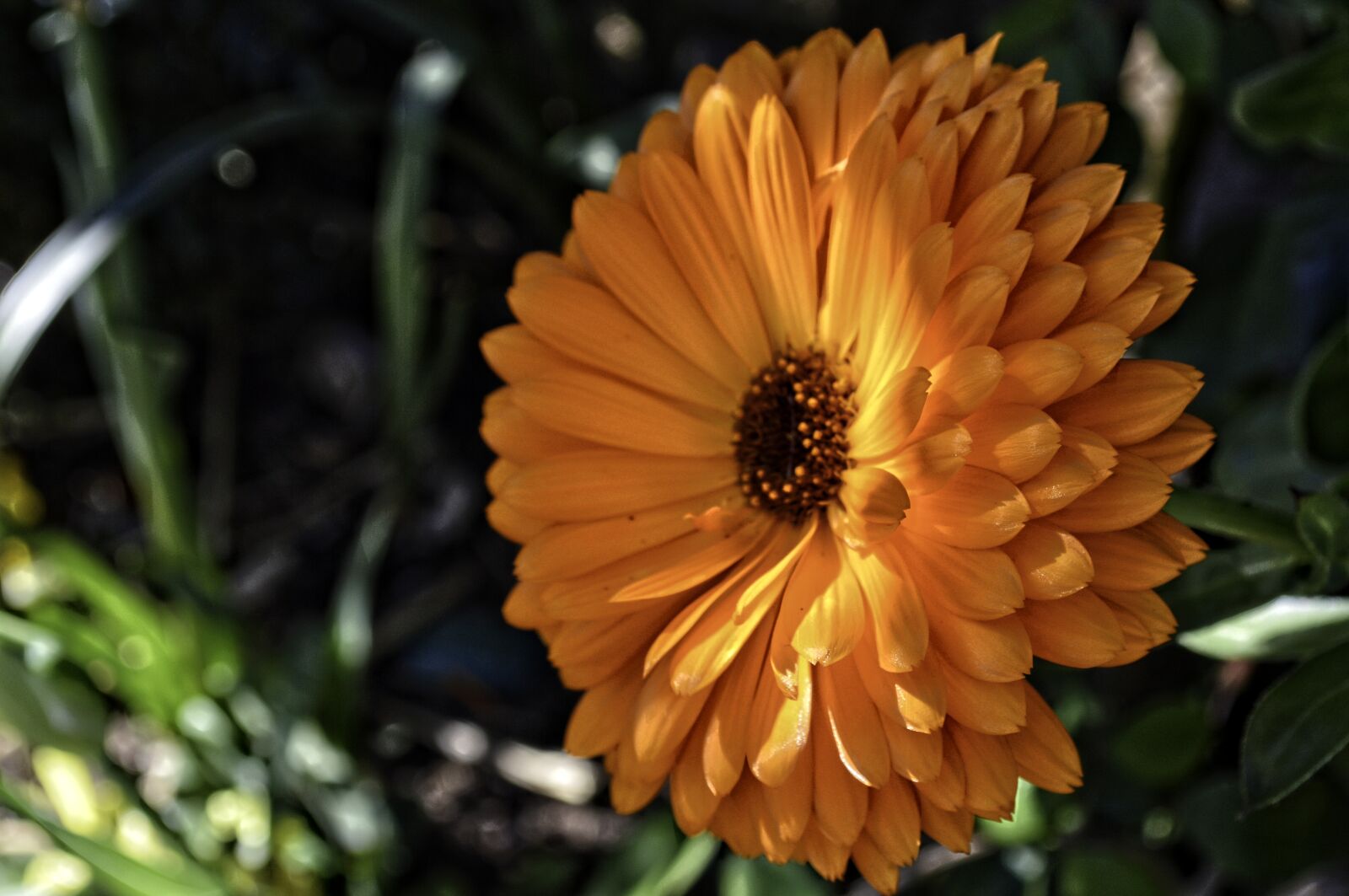 Nikon D3200 sample photo. Pensée, fleur, jaune photography