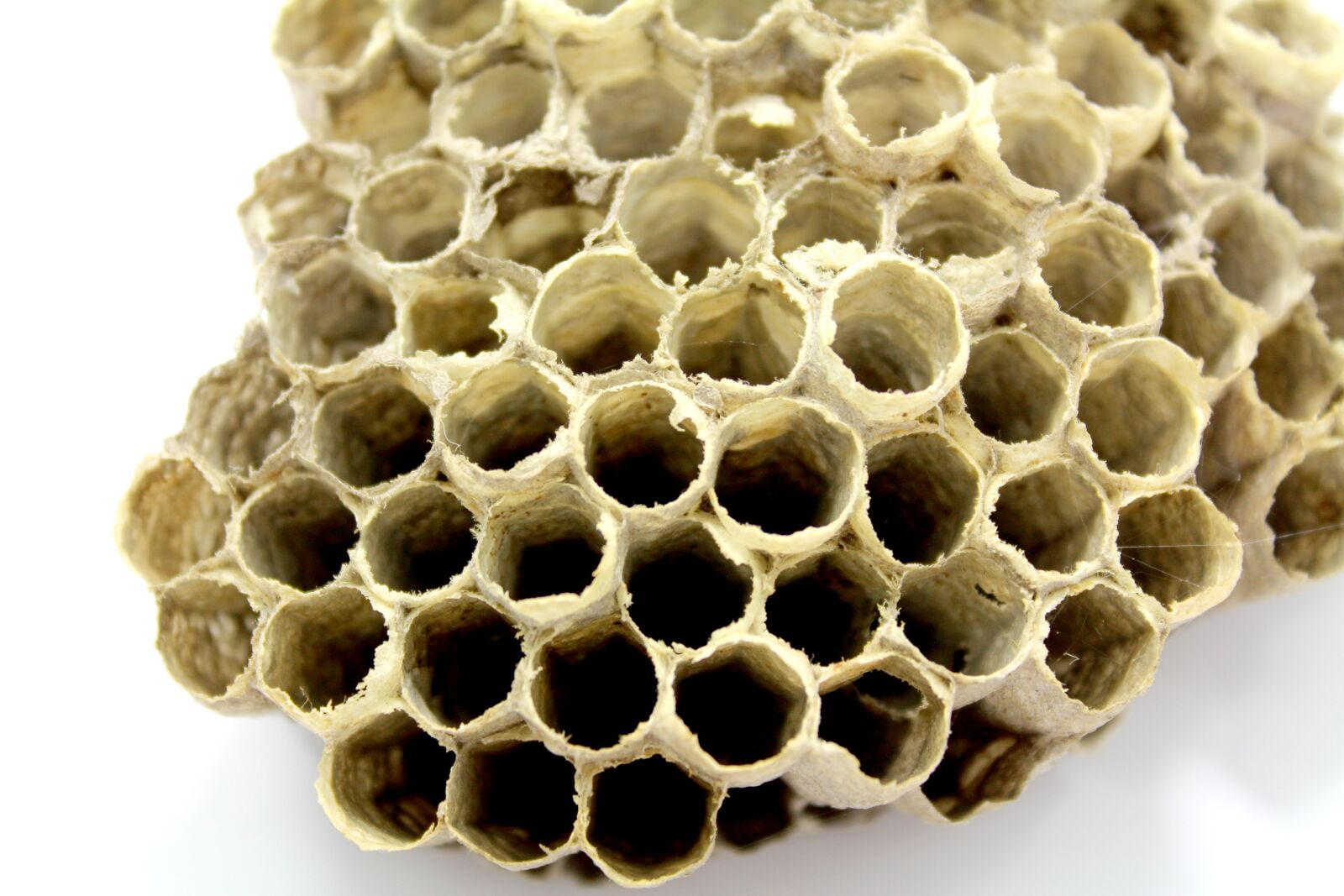 Canon EOS 650D (EOS Rebel T4i / EOS Kiss X6i) sample photo. Bee, hive, honey photography