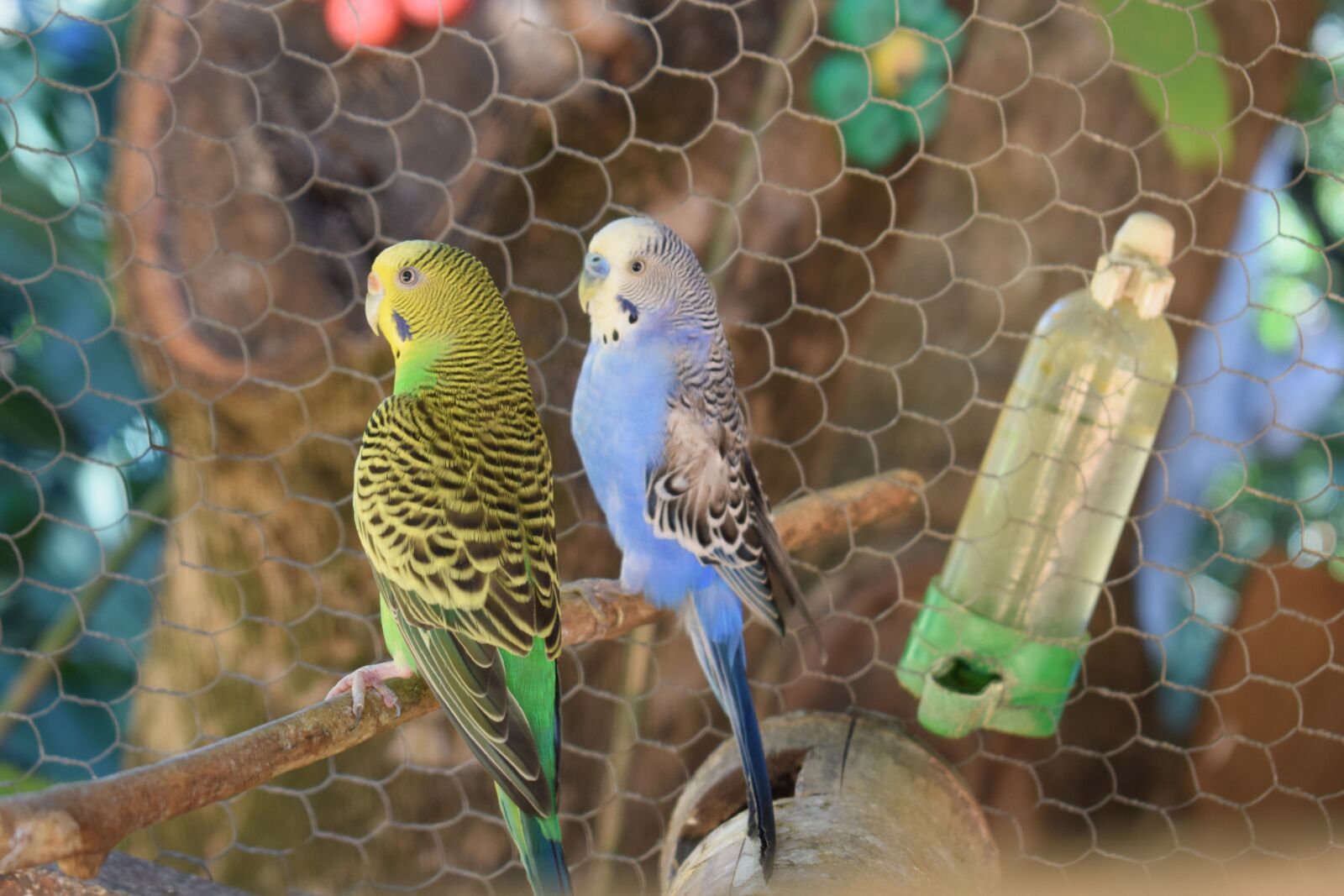 Nikon D5300 sample photo. Parakeet, bird, brazilian bird photography