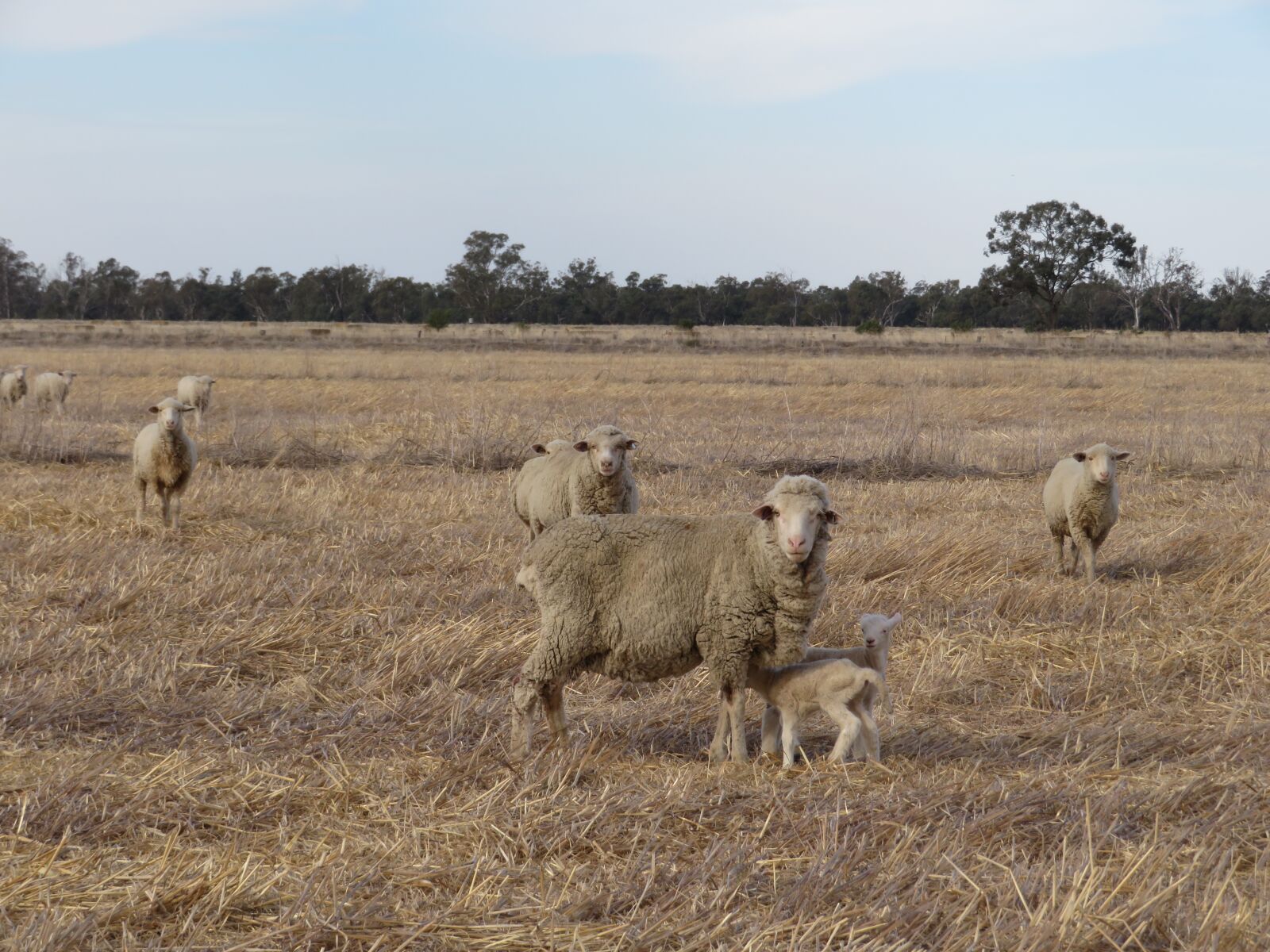 Canon PowerShot SX720 HS sample photo. Farm, sheep, lamb photography