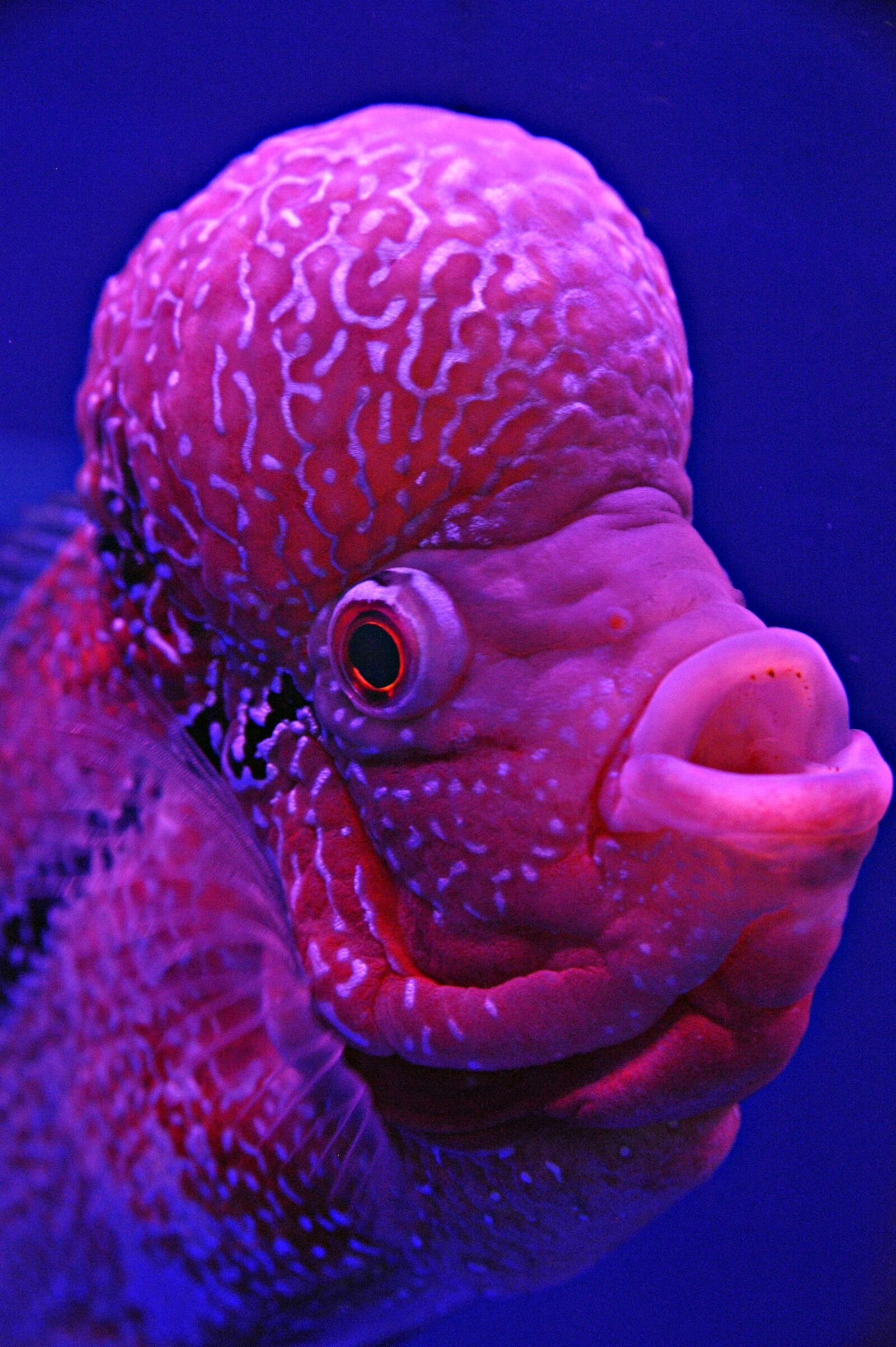 Nikon D700 sample photo. Fish, object, fishing photography