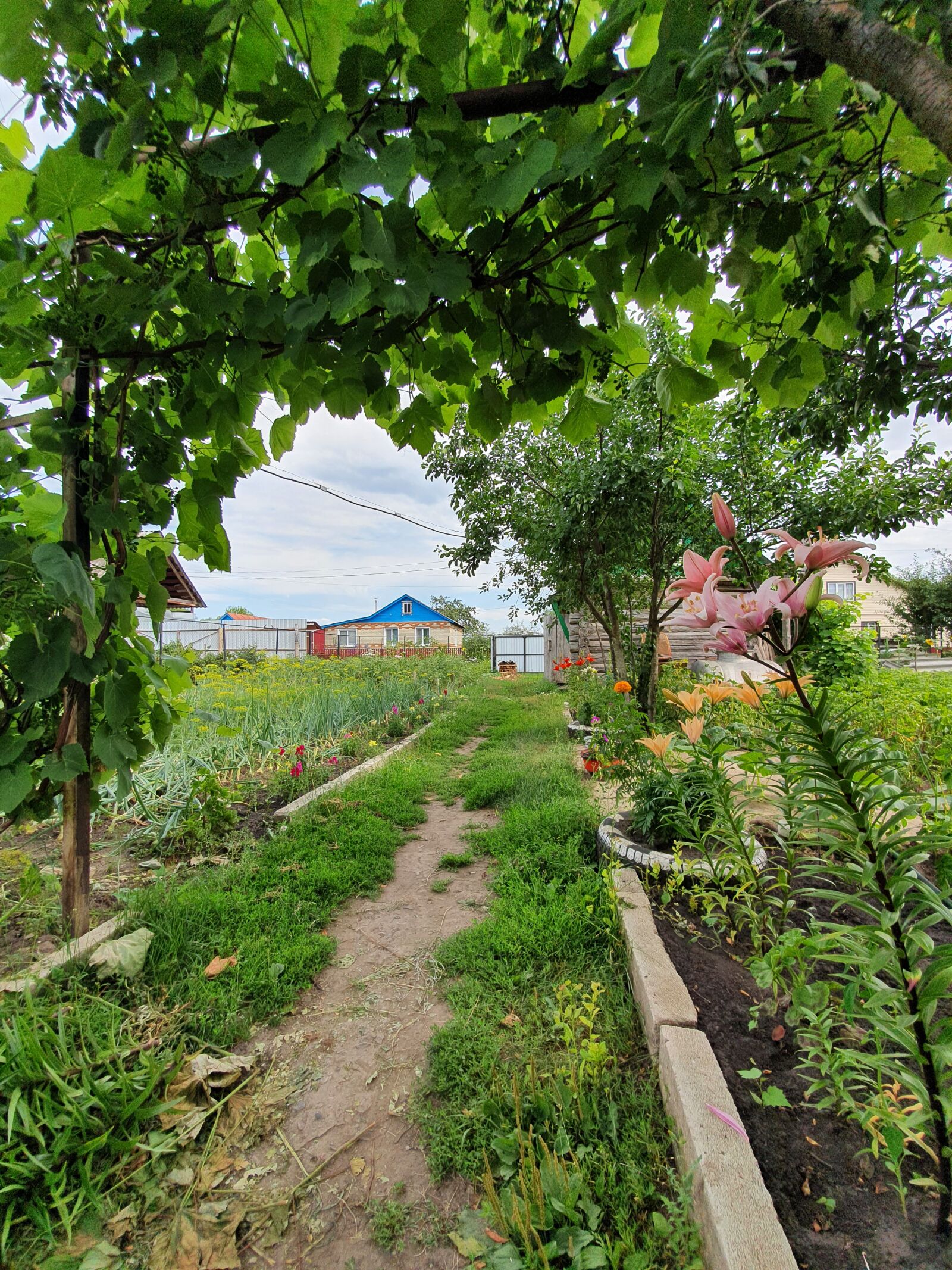 Samsung Galaxy S10 sample photo. House, vegetable garden, yard photography