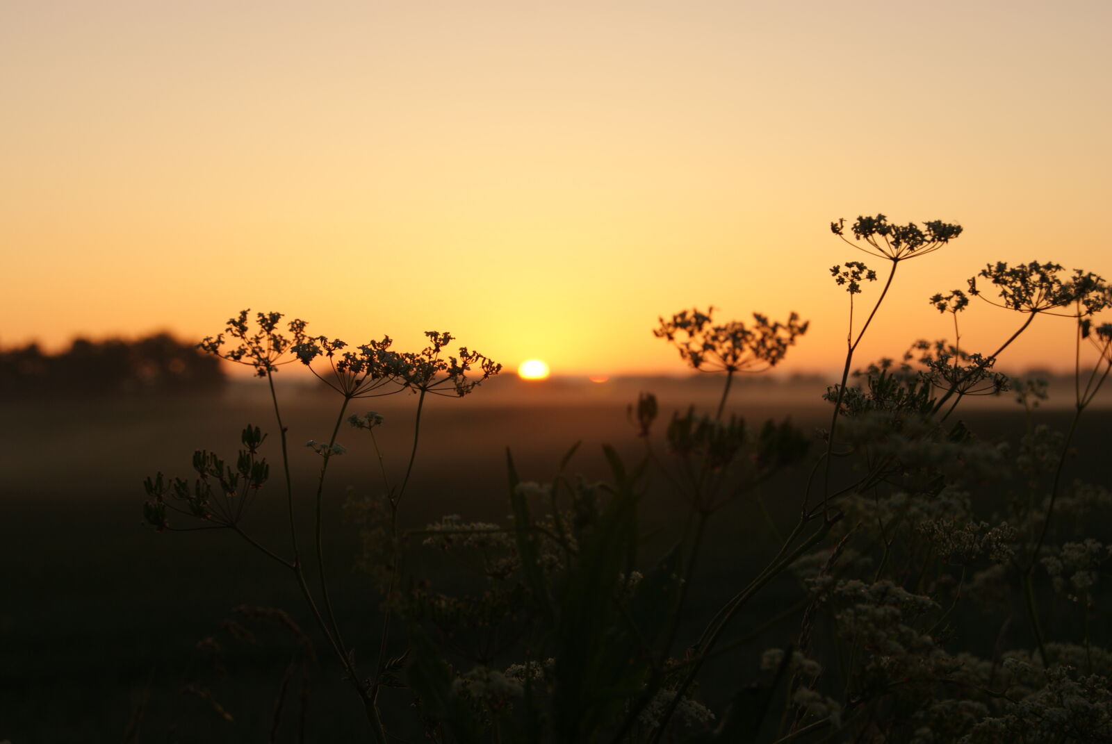 Sony Alpha DSLR-A230 sample photo