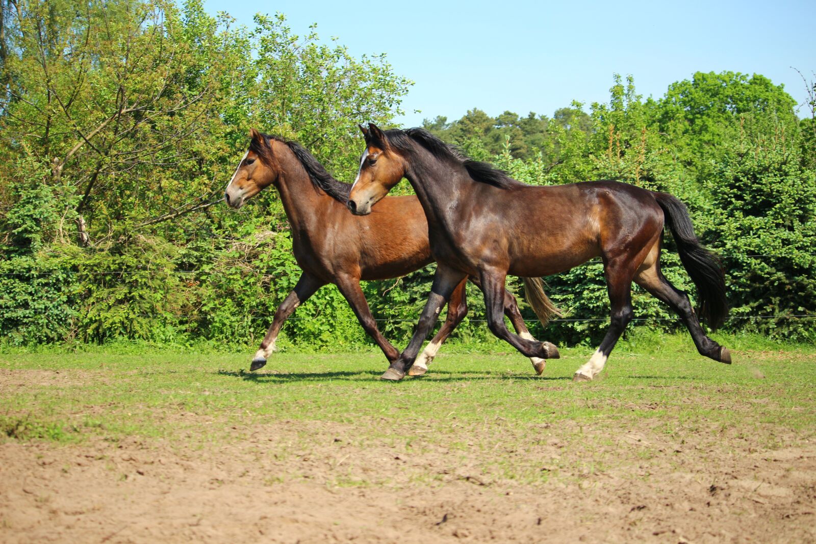 Canon EOS 100D (EOS Rebel SL1 / EOS Kiss X7) sample photo. Horse, pony, trot photography