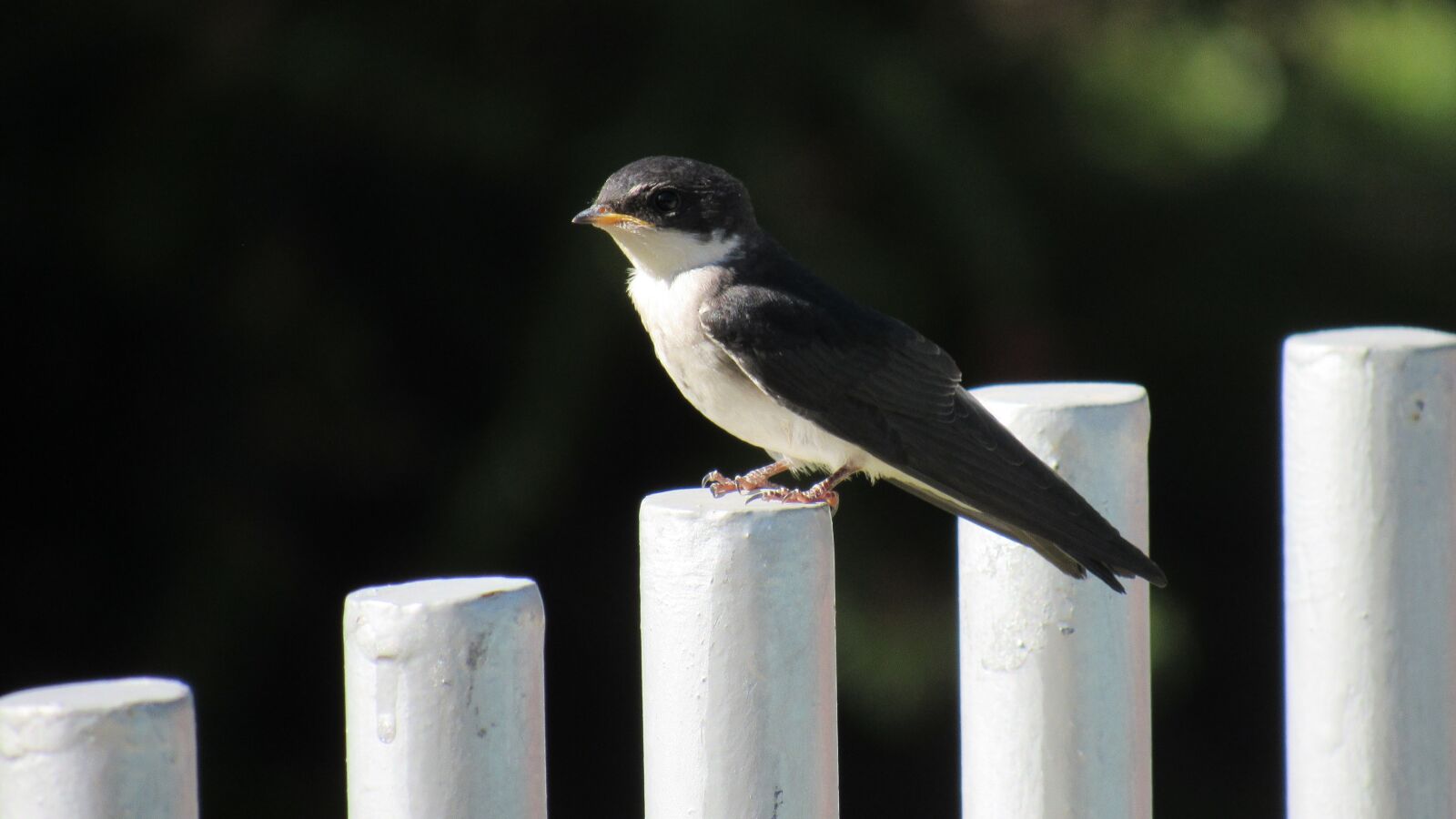 Canon PowerShot SX530 HS sample photo. Golondrina chilena, swallow, chile photography