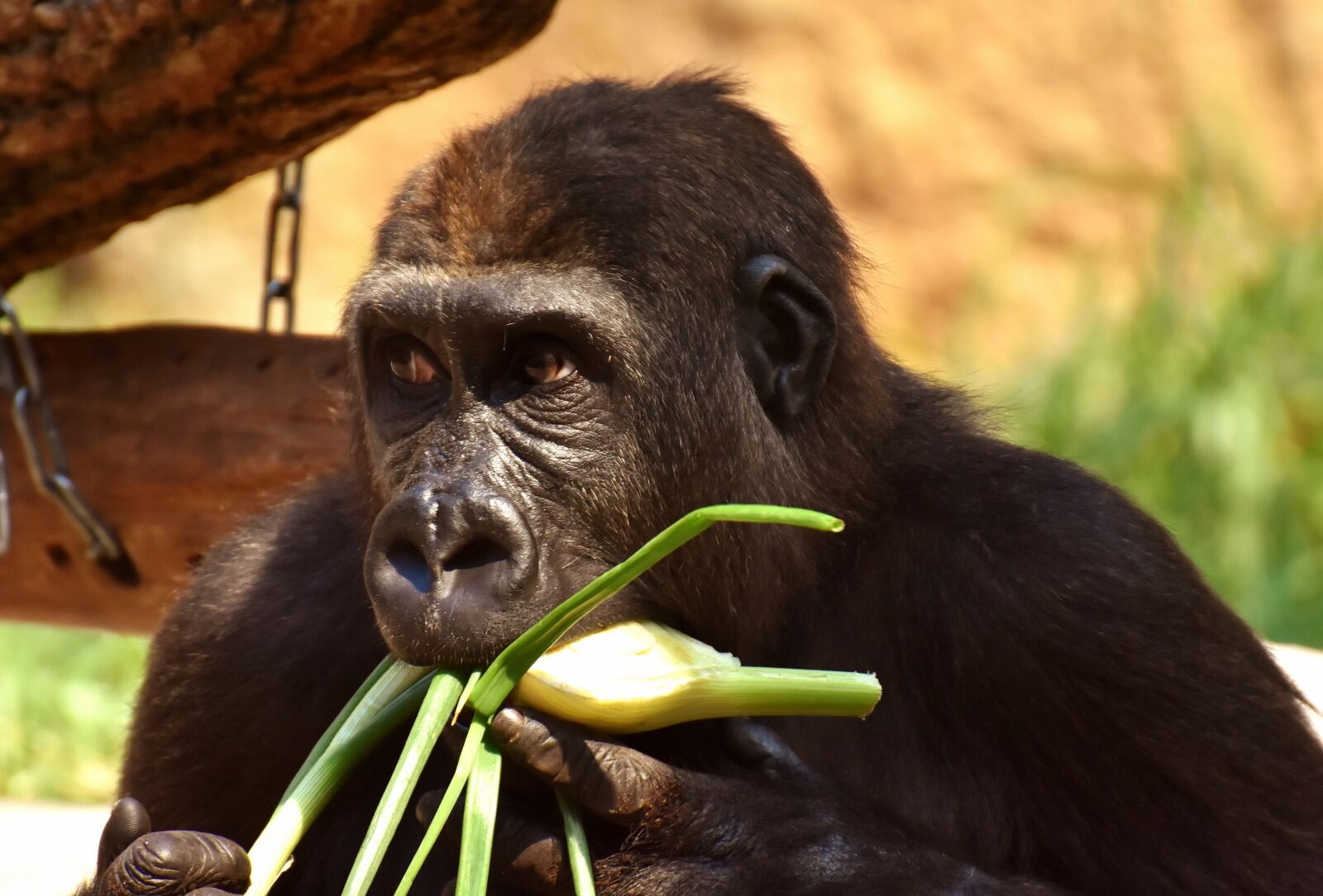 Nikon D7200 sample photo. Gorilla, feeding, hungry photography