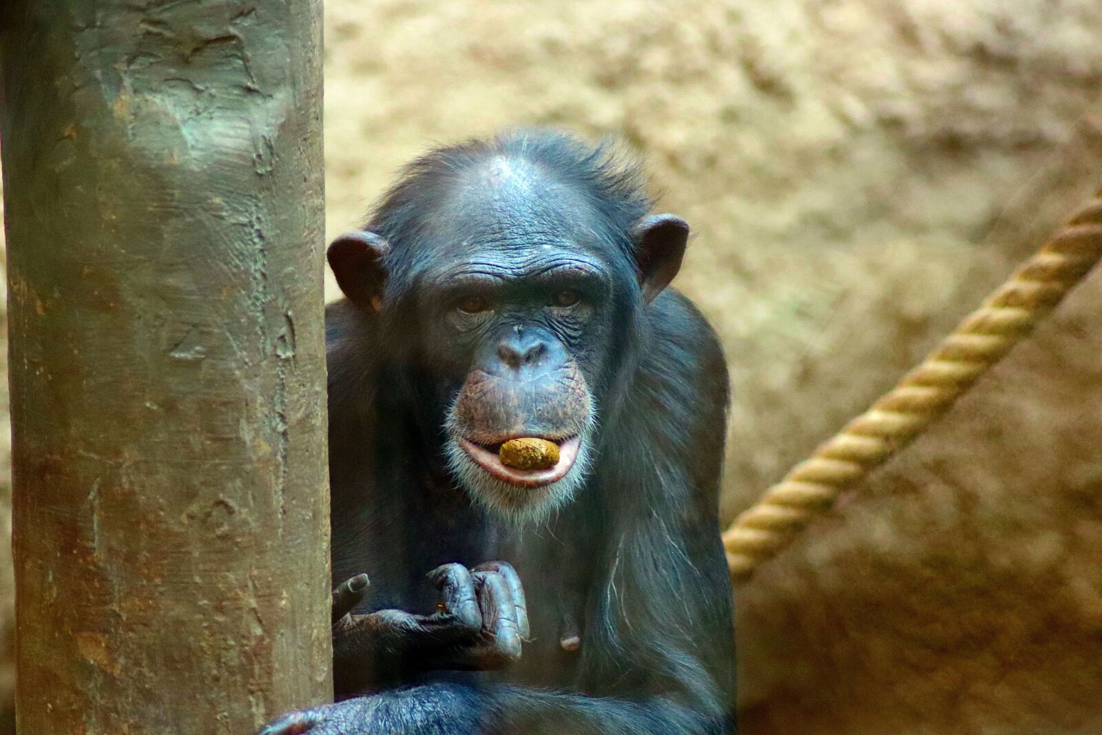 Canon EOS 77D (EOS 9000D / EOS 770D) sample photo. Animal, monkey, head photography