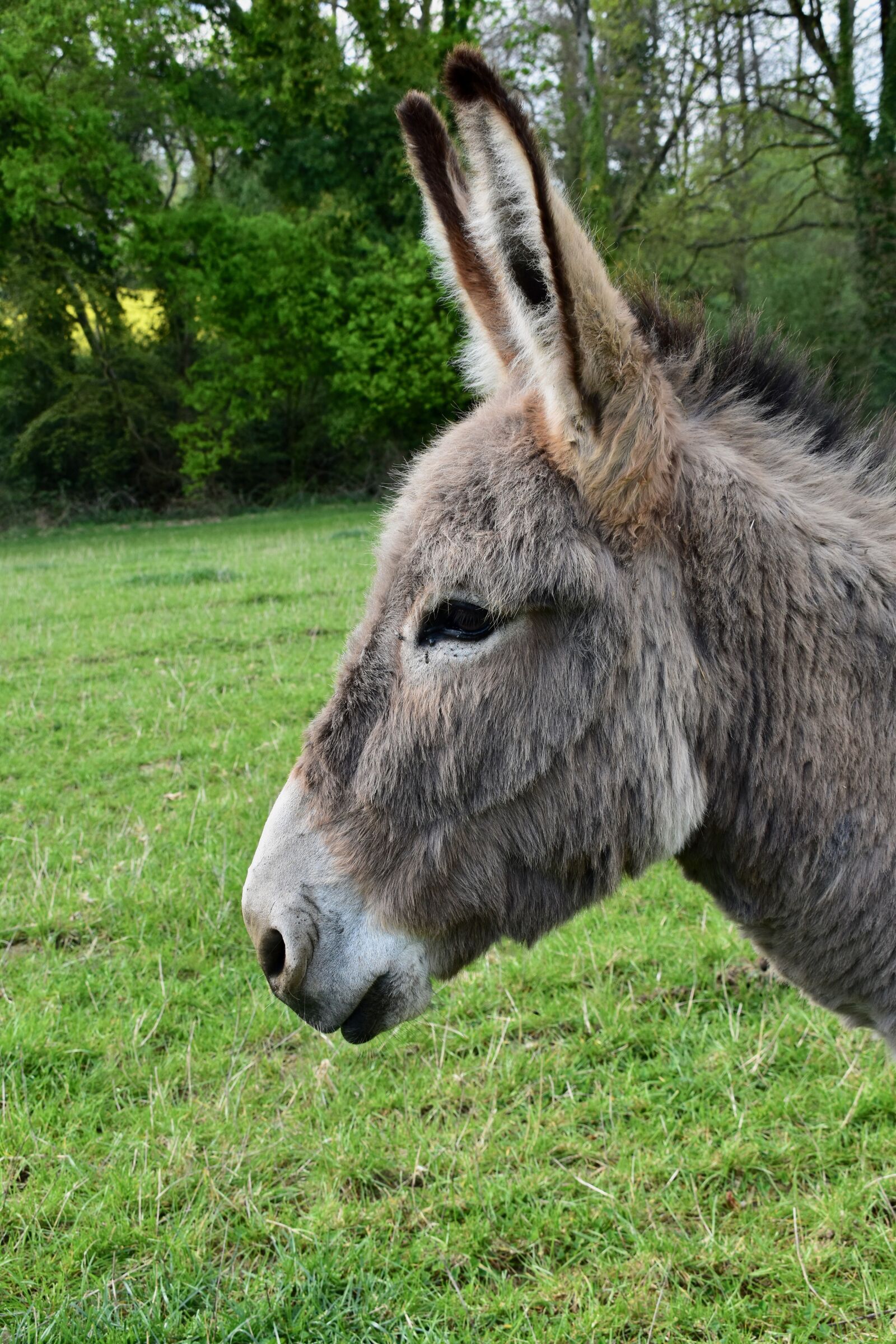 Nikon D5600 sample photo. Donkey, equine, herbivore photography