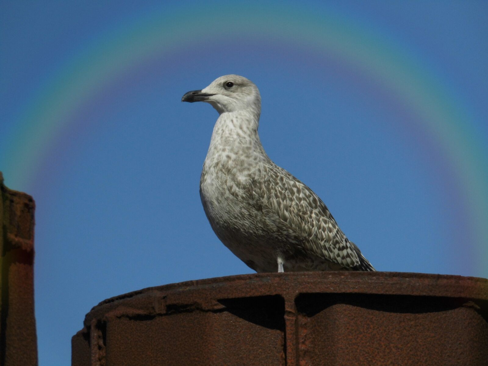 MEDION MD86929 sample photo. Nature, bird, animal world photography