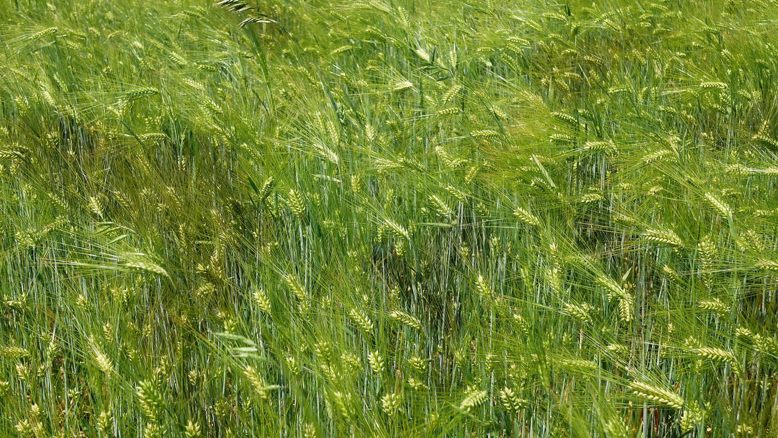 Panasonic Lumix DMC-GX85 (Lumix DMC-GX80 / Lumix DMC-GX7 Mark II) sample photo. Crops, agriculture, fields photography