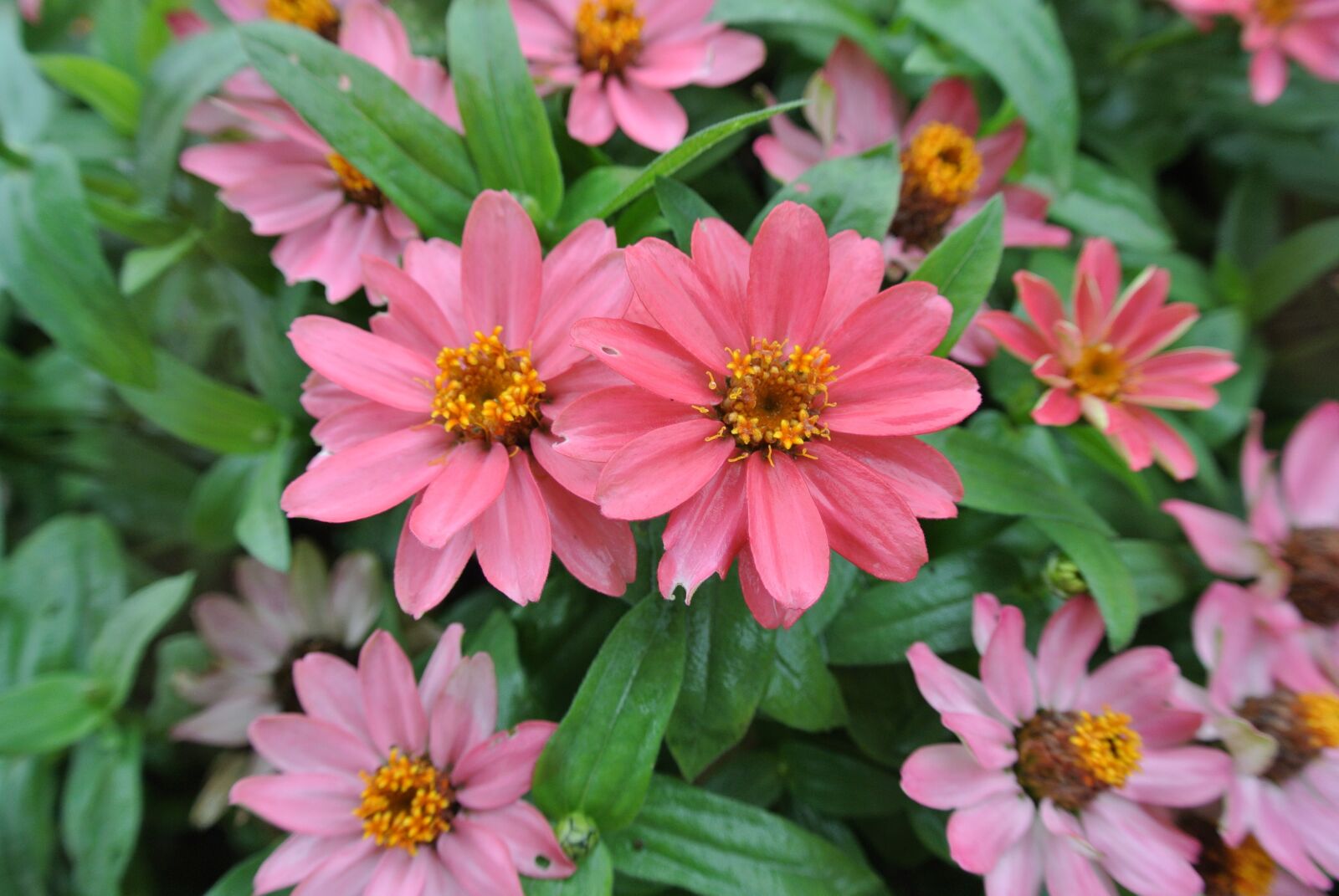 Nikon 1 Nikkor VR 10-30mm F3.5-5.6 sample photo. Flowers, plant, pink photography