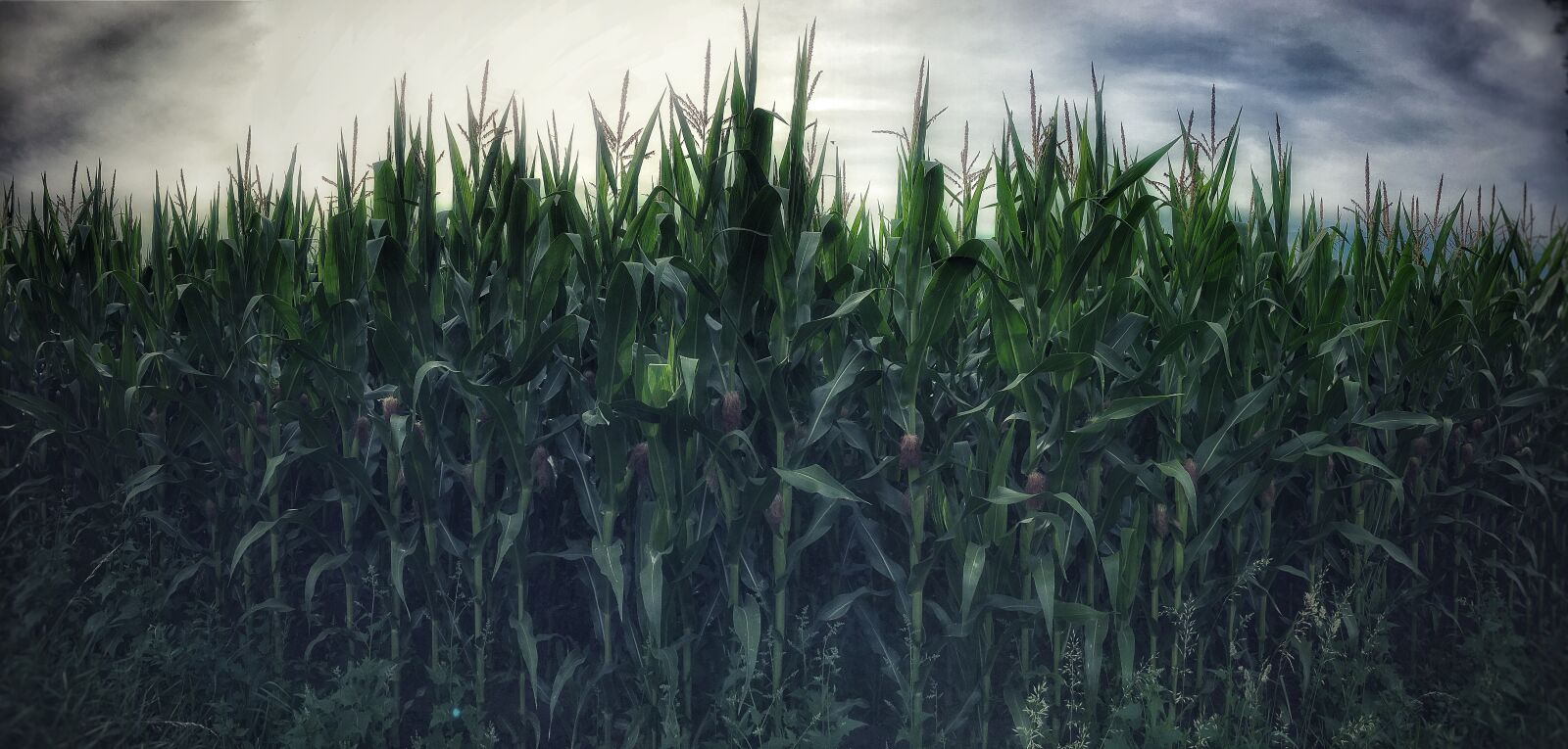 Apple iPhone 6s Plus sample photo. Cornfield, corn, field photography