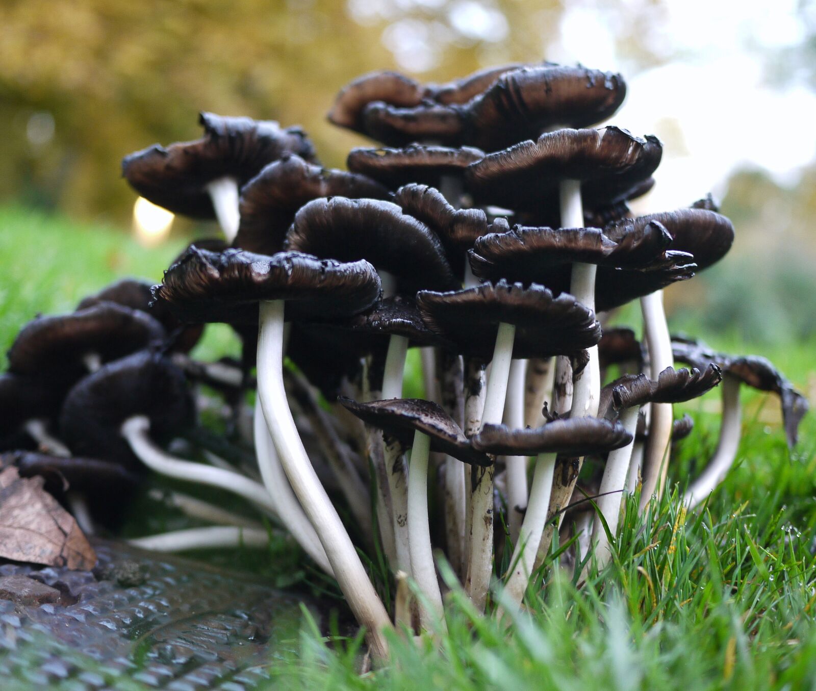 Panasonic Lumix DMC-GF1 sample photo. Mushroom, nature, natural photography