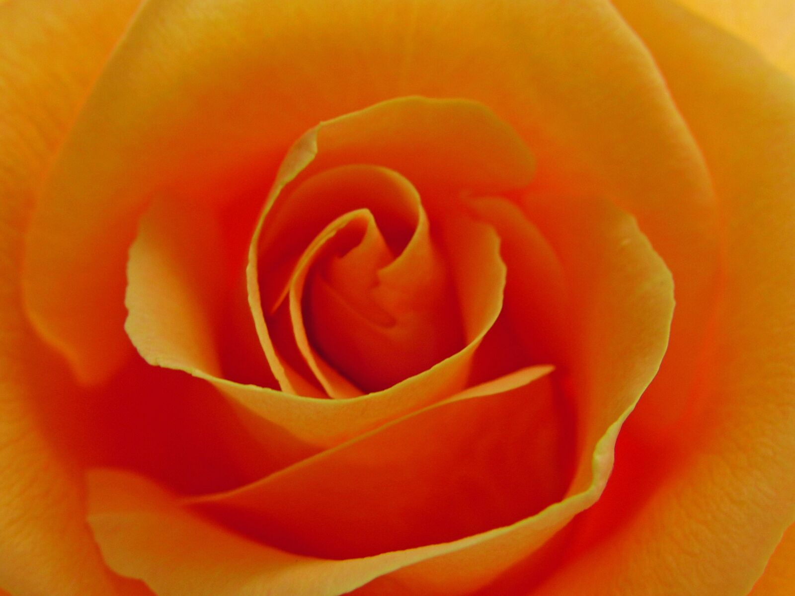 CASIO EX-FH20 sample photo. Nature, rose, summer photography