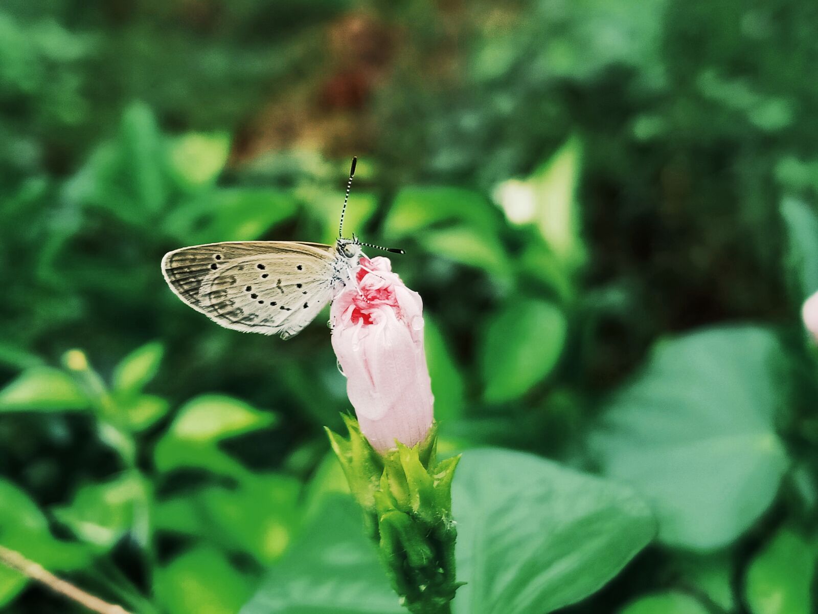 OPPO F9 sample photo. Pale grass blue, butterfly photography