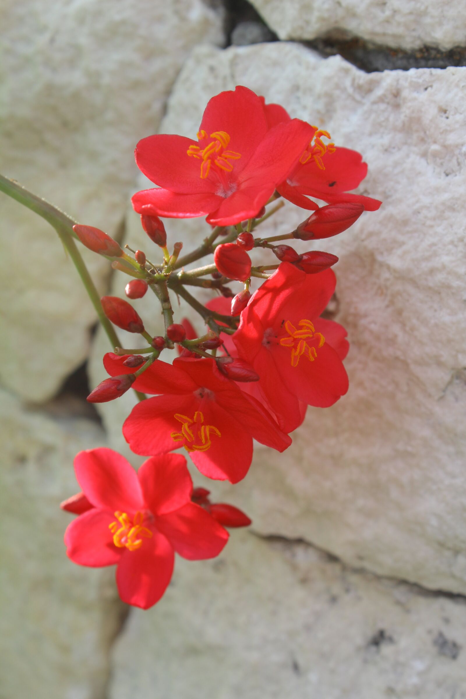Canon EOS 600D (Rebel EOS T3i / EOS Kiss X5) sample photo. Lebar cm island, red photography