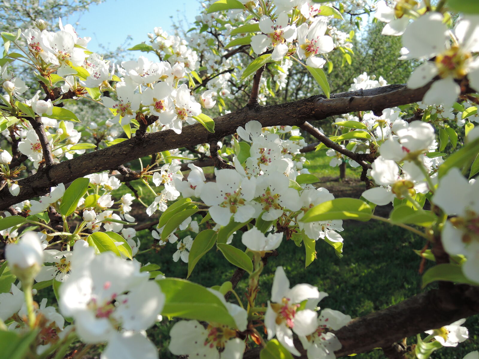 Nikon Coolpix P330 sample photo. Bloom, blooming, blossoming, blossoms photography