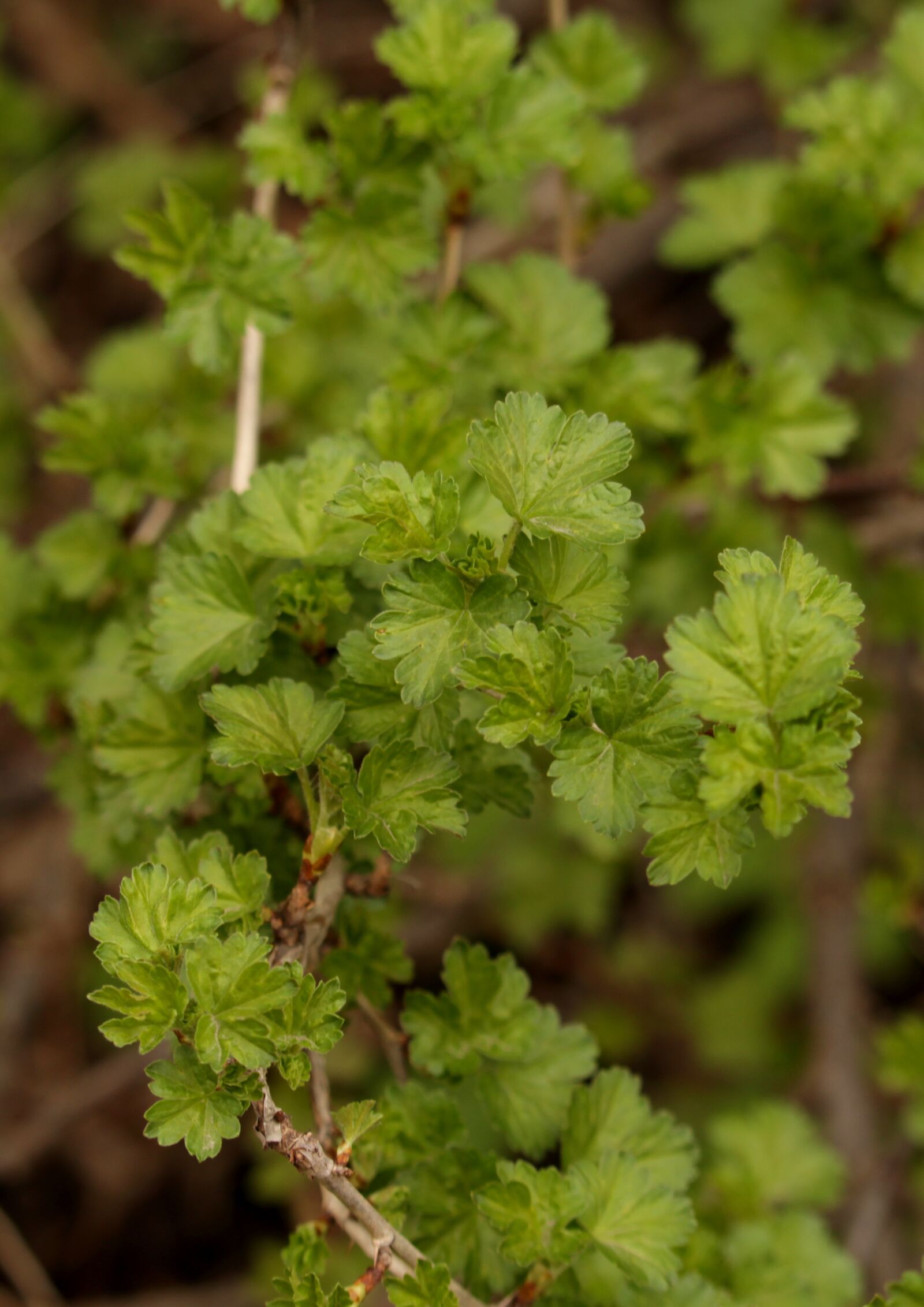 Canon EOS 1200D (EOS Rebel T5 / EOS Kiss X70 / EOS Hi) sample photo. Greens, leaves, currant photography
