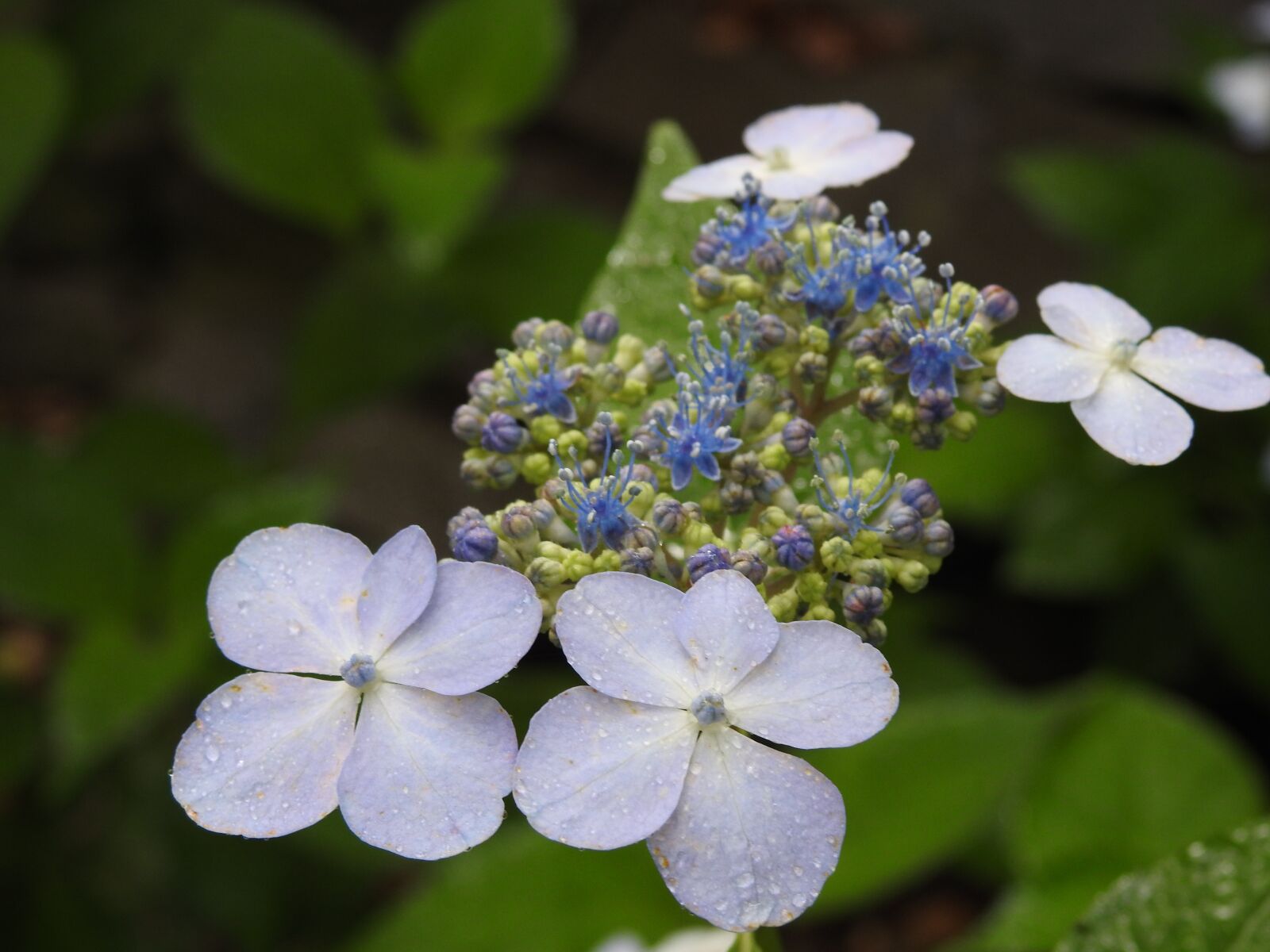 Nikon Coolpix P900 sample photo. Flower, blue, nature photography