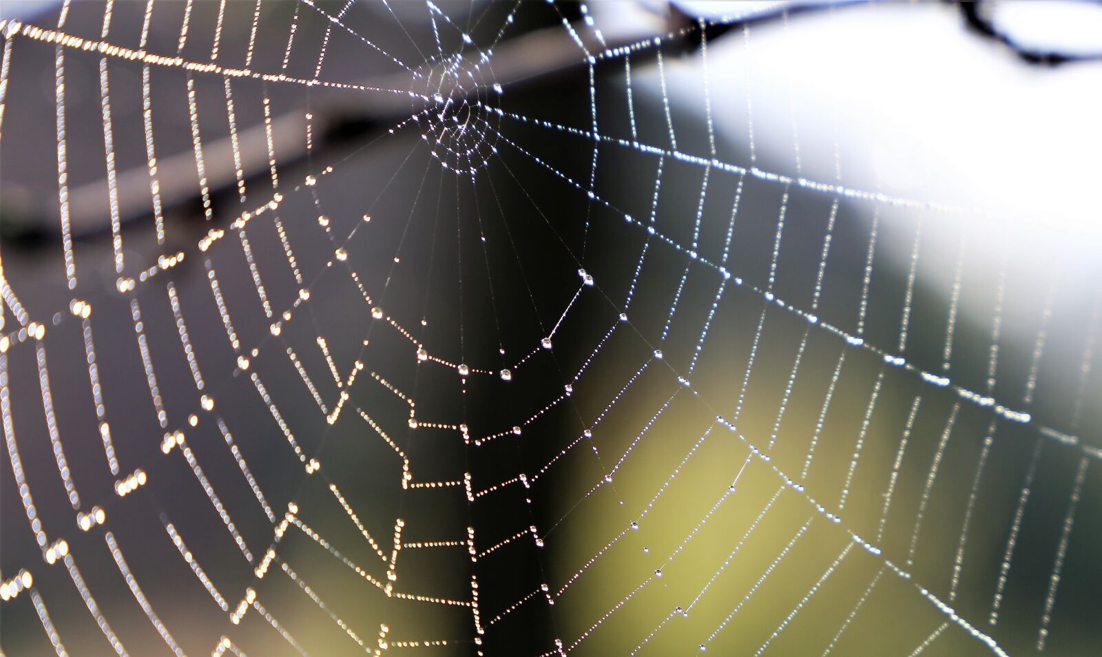 Canon EOS 6D sample photo. Morning, spider net, cobweb photography