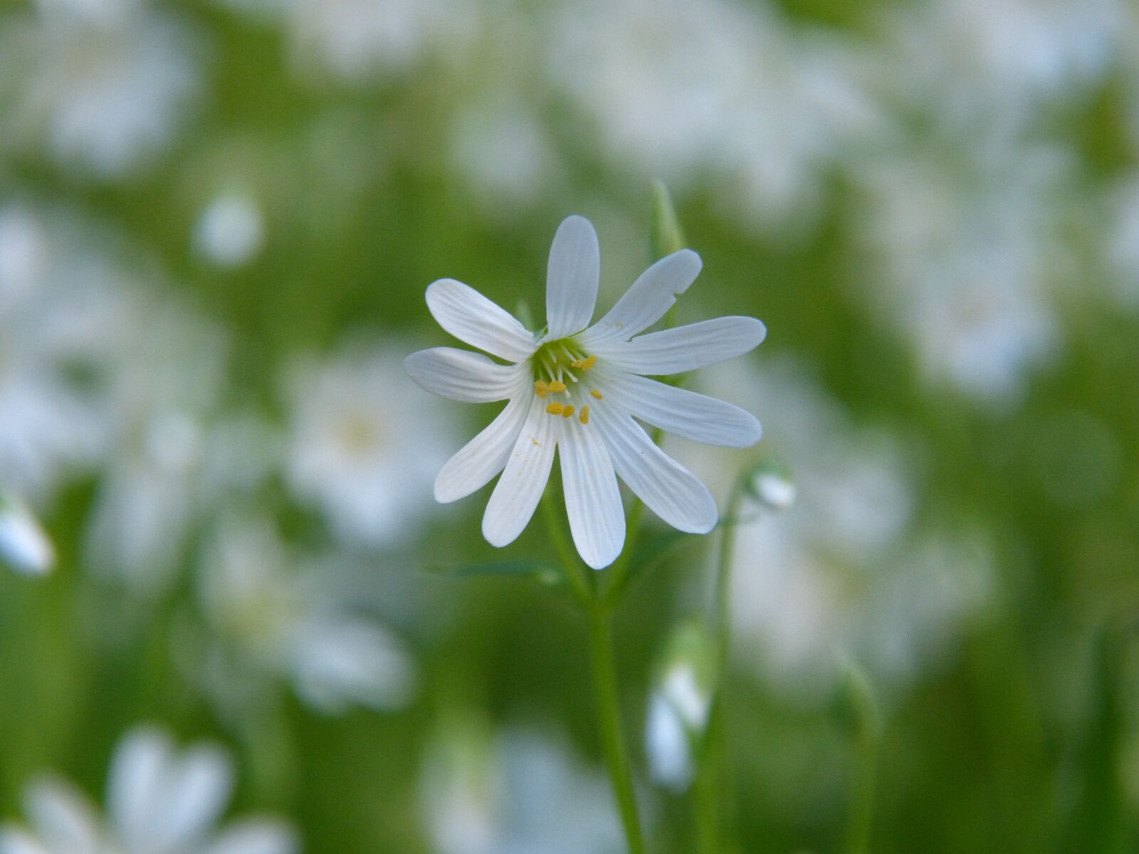 Panasonic DMC-FZ62 sample photo. Chickweed, bloom, spring photography