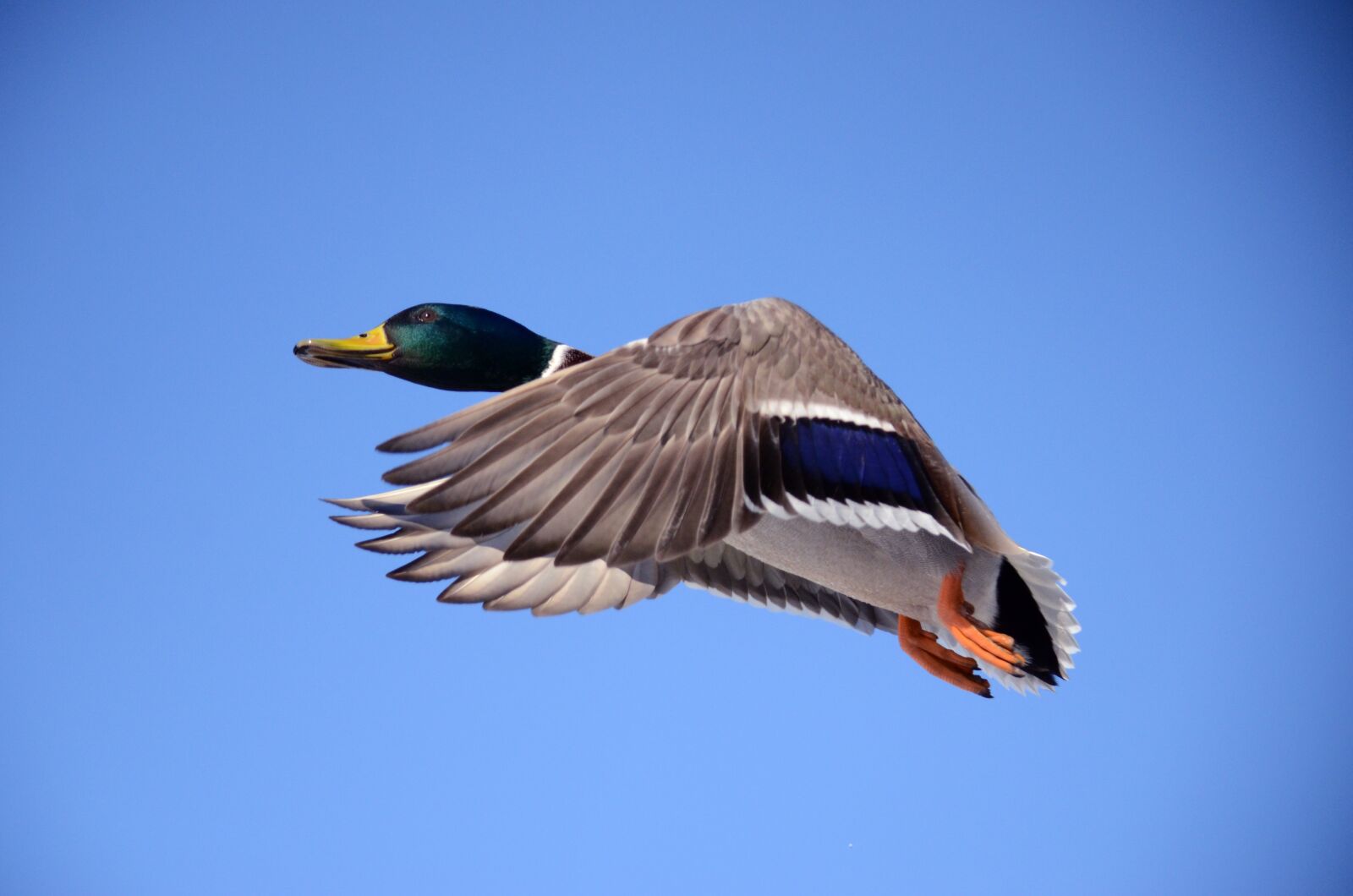 Nikon D7000 sample photo. Drake, duck, mallard photography