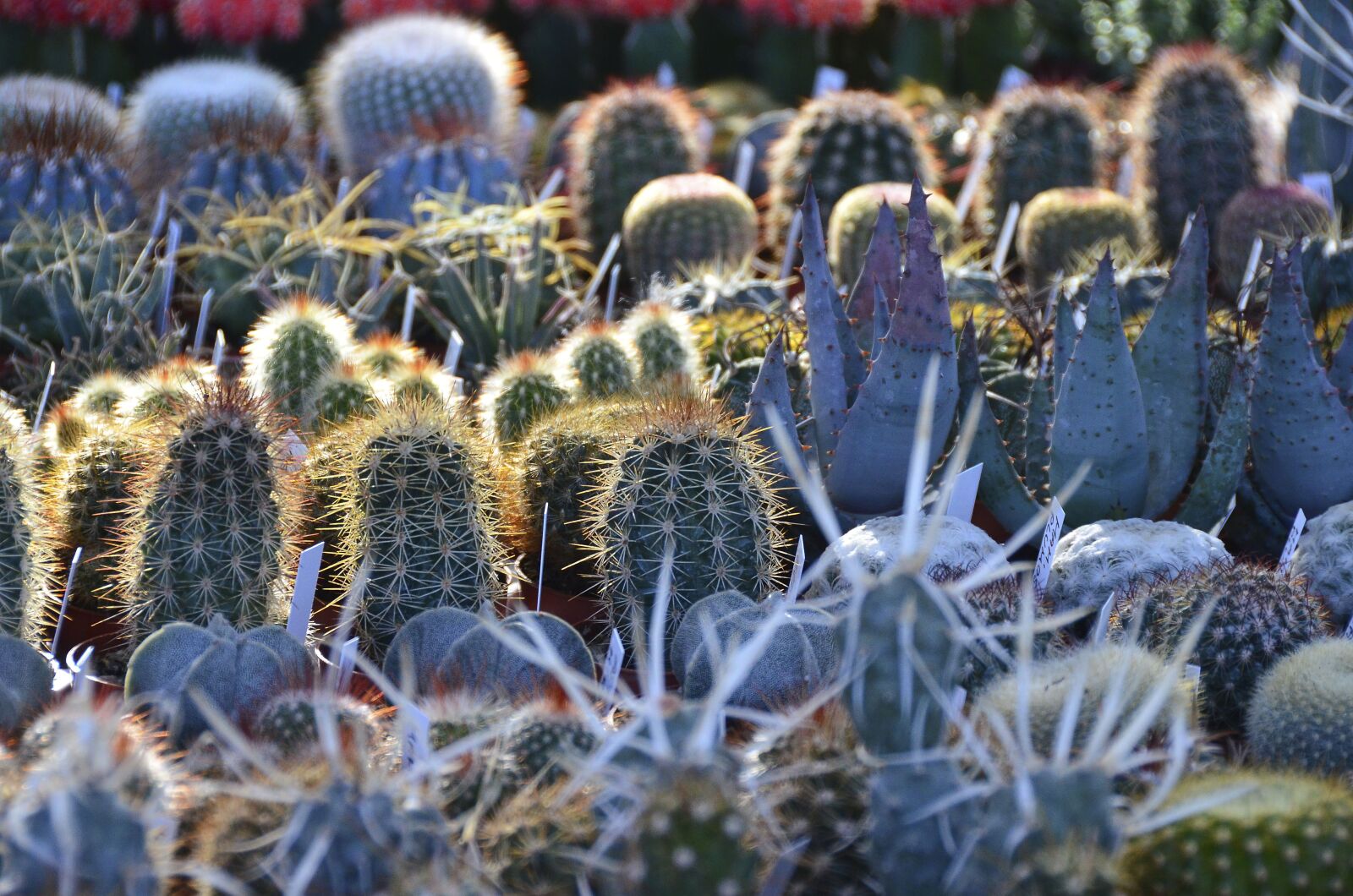 Nikon D7000 sample photo. Cactus, blossom, bloom photography