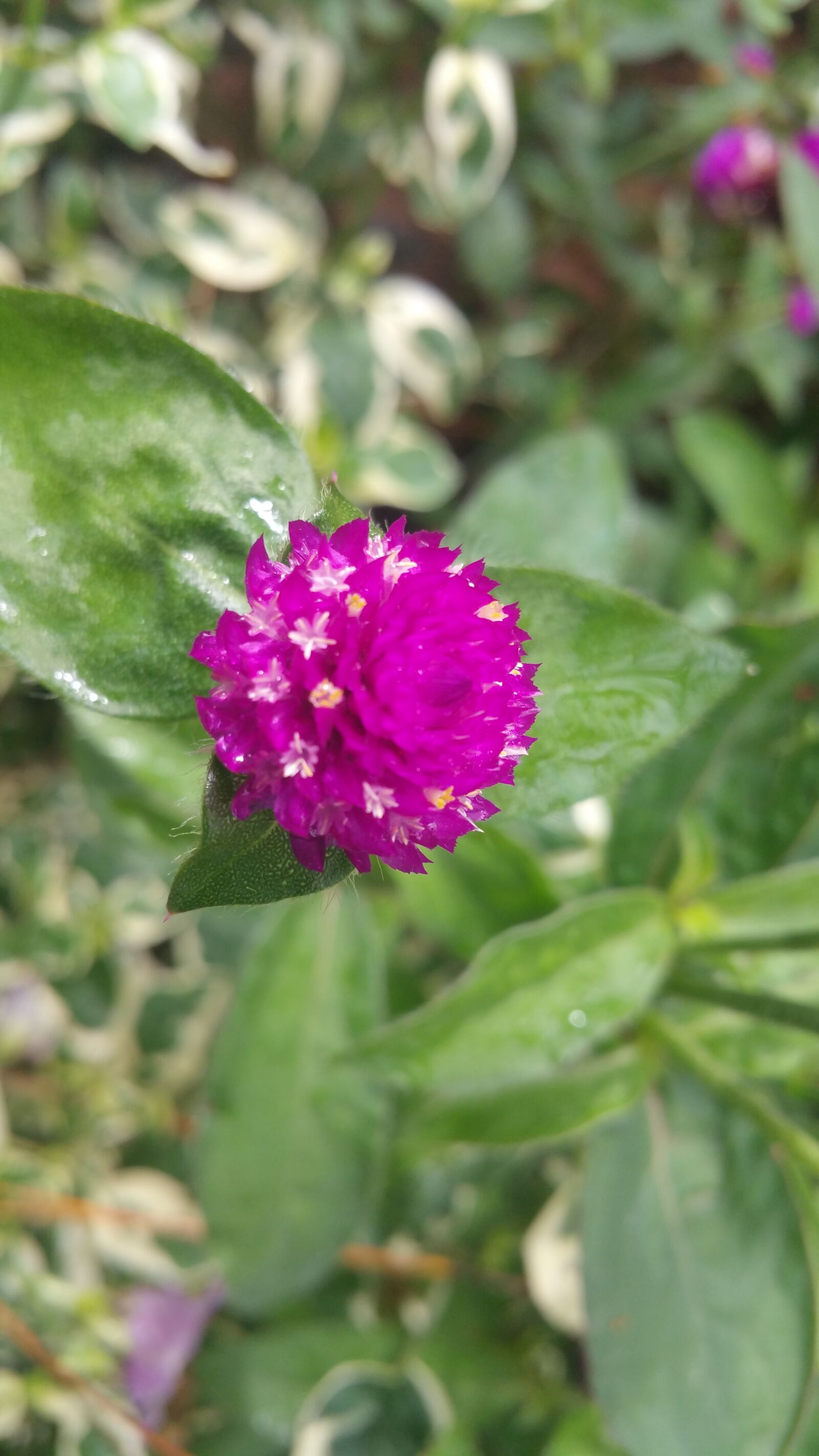 Samsung Galaxy Note4 sample photo