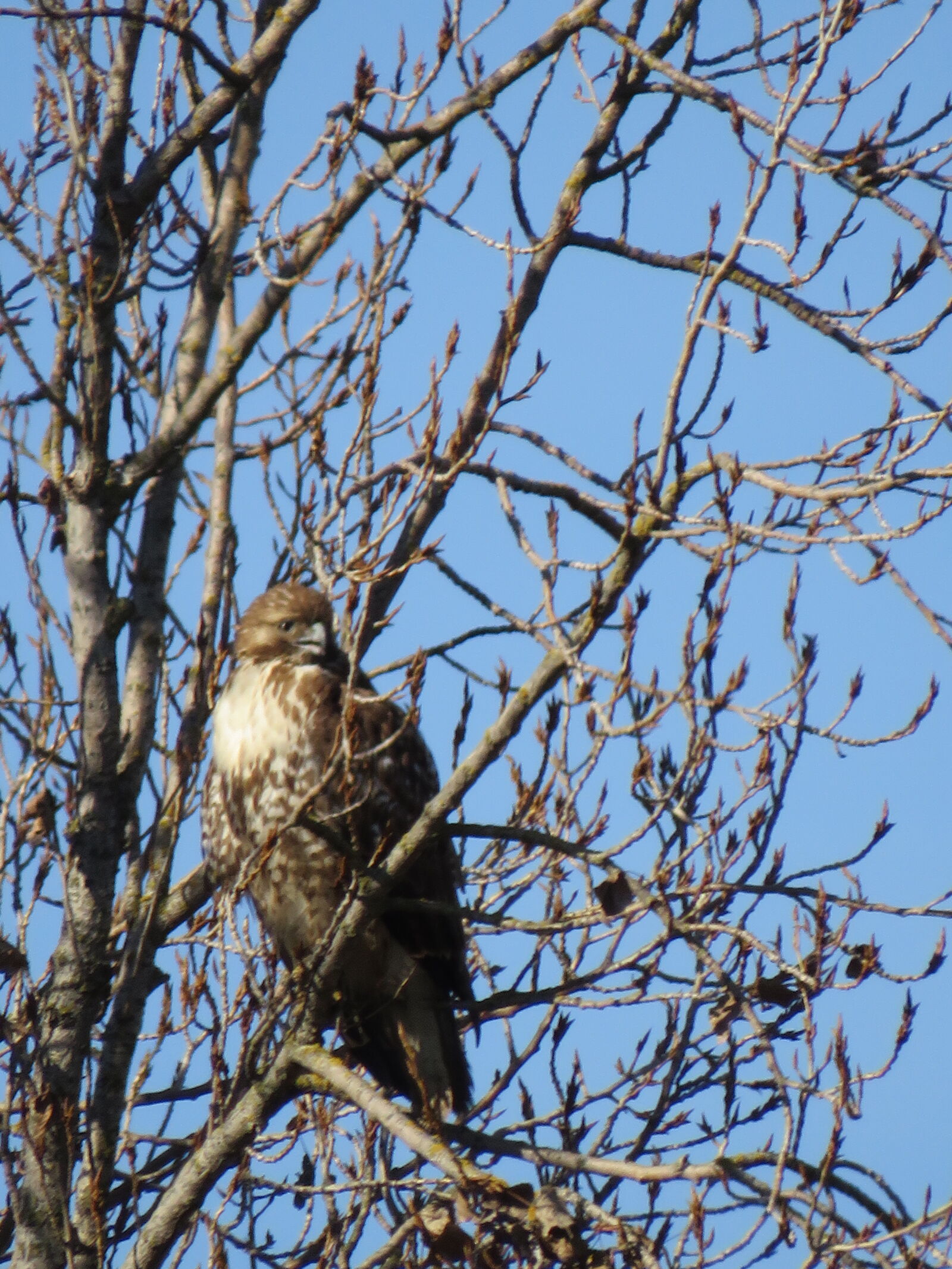 Canon PowerShot SX540 HS sample photo