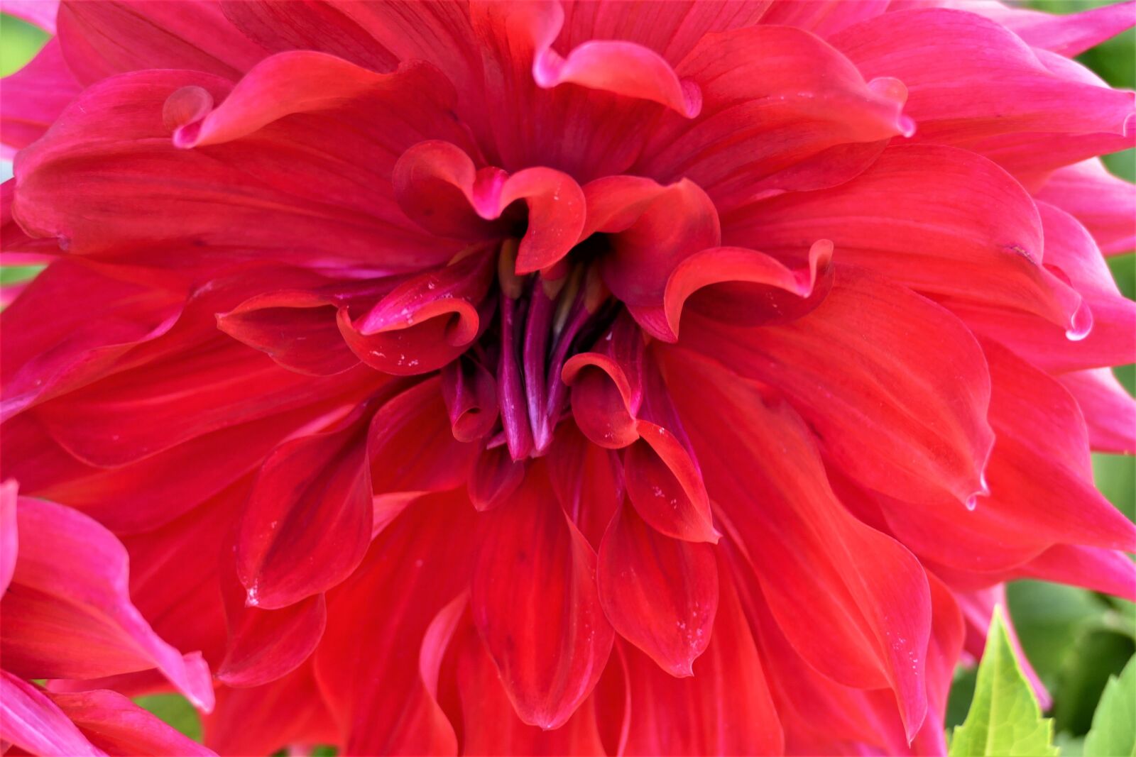 Panasonic Lumix DMC-FZ1000 sample photo. Dahlia, flower, blossom photography
