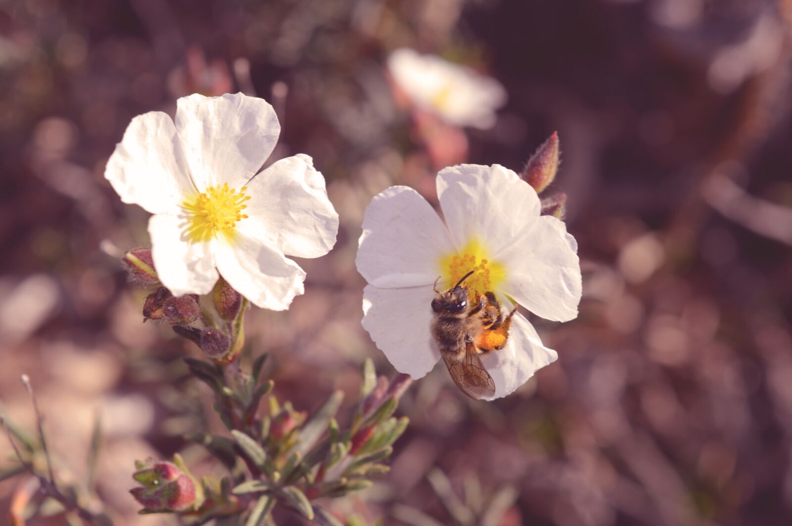 Nikon D3200 sample photo. Flower, flora, nature photography