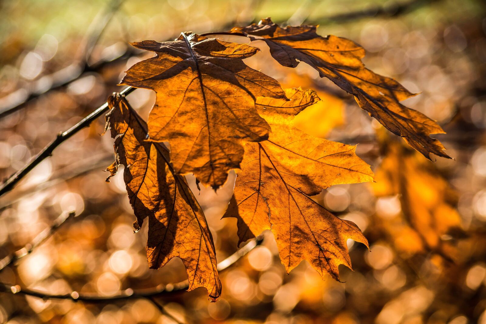 Nikon D7100 sample photo. Flora, brown, tree, autumn photography