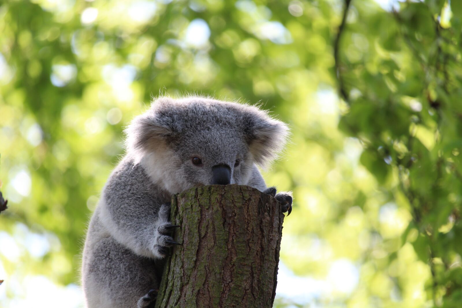 Canon EF-S 55-250mm F4-5.6 IS STM sample photo. Koala bear, climb, tree photography