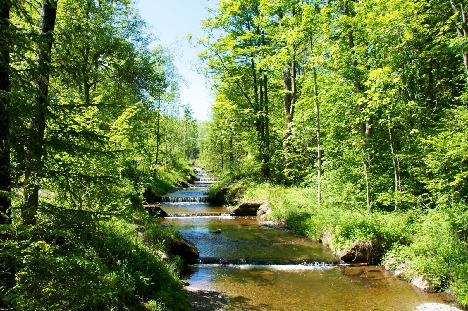 Nikon D90 sample photo. Forest, bach, water photography