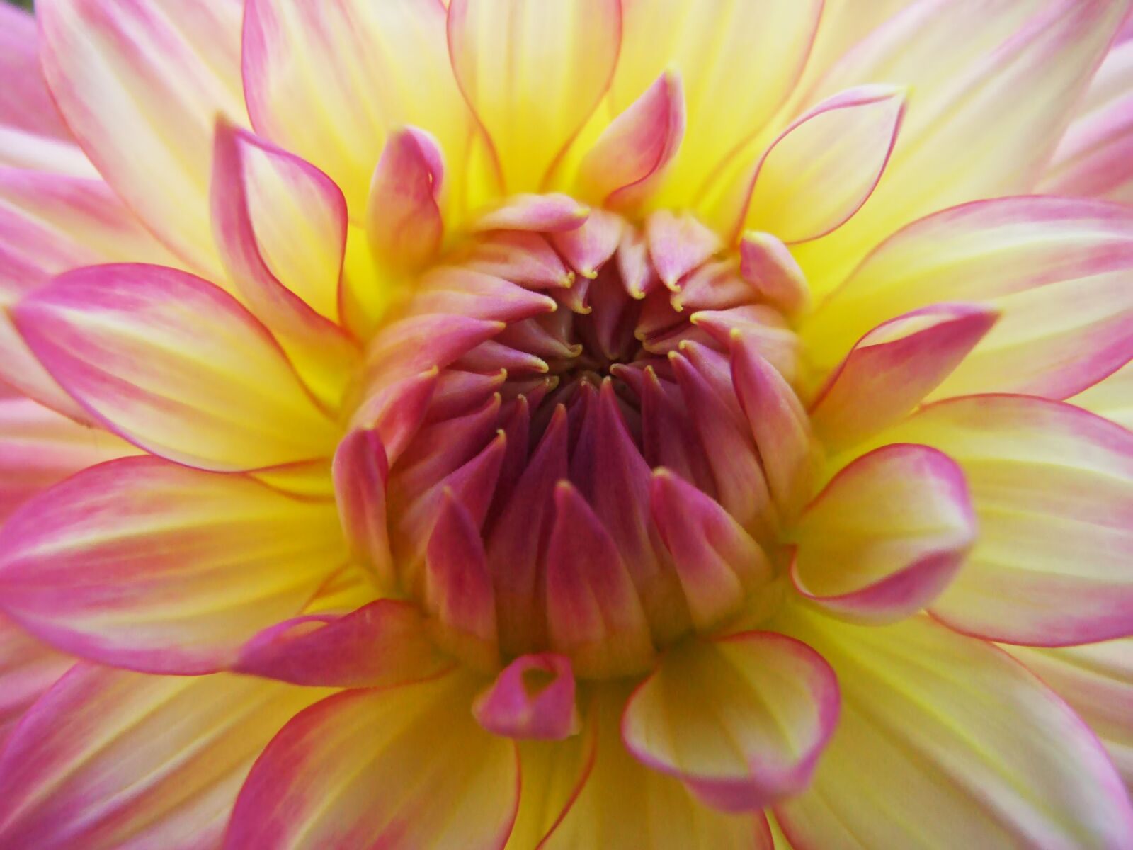 Fujifilm FinePix S6500fd sample photo. Dalia, dahlia, flower photography