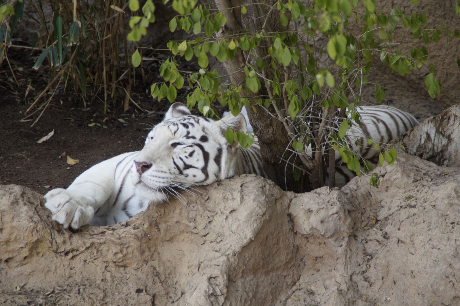 Sony SLT-A58 sample photo. Tiger, white tiger, sumatran photography