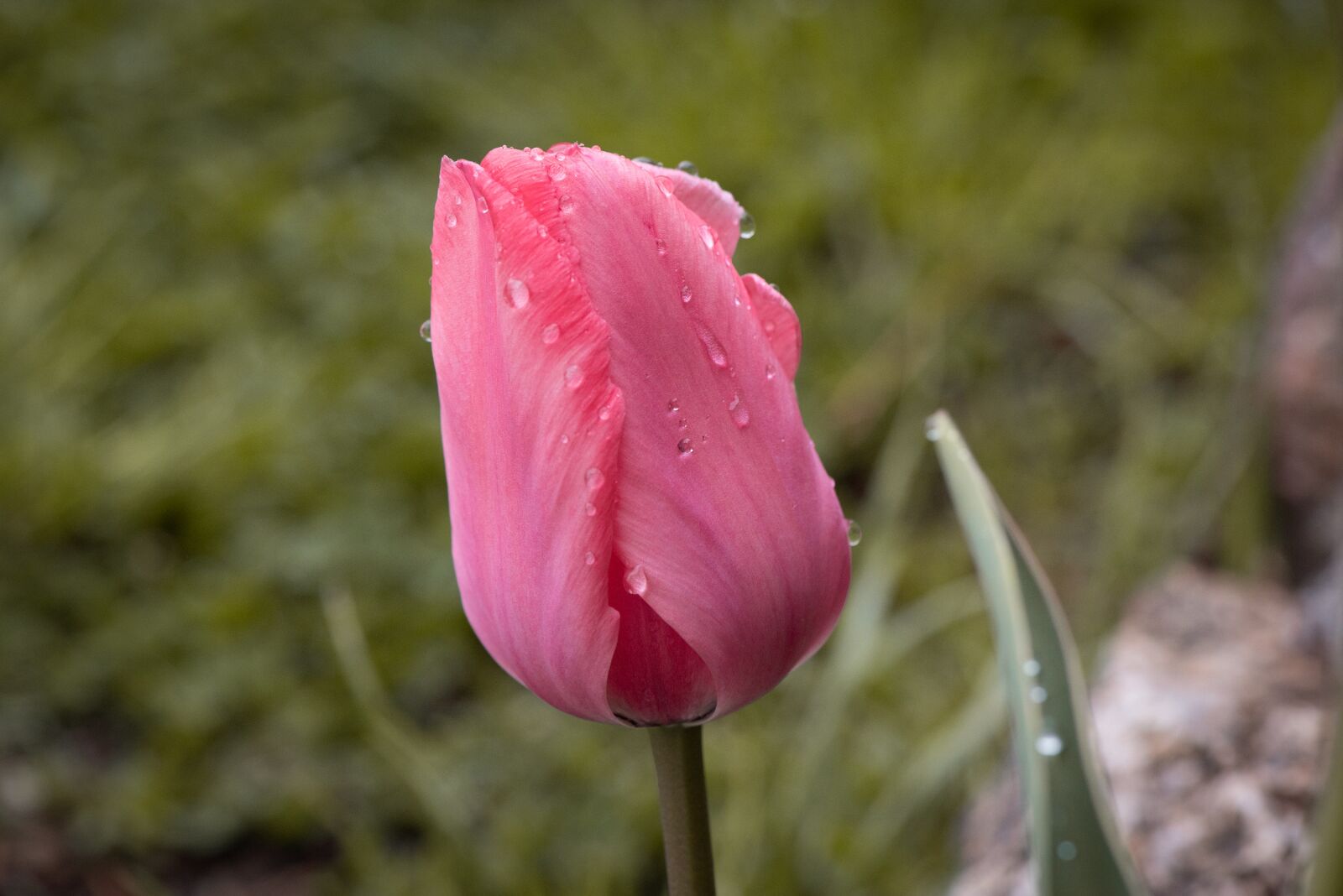 Nikon D750 sample photo. Flower, blossom, bloom photography