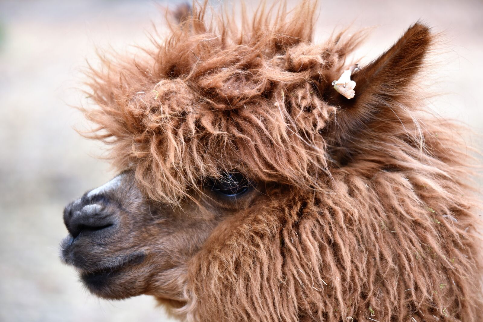 Nikon D810 sample photo. Lama, america, alpaca photography