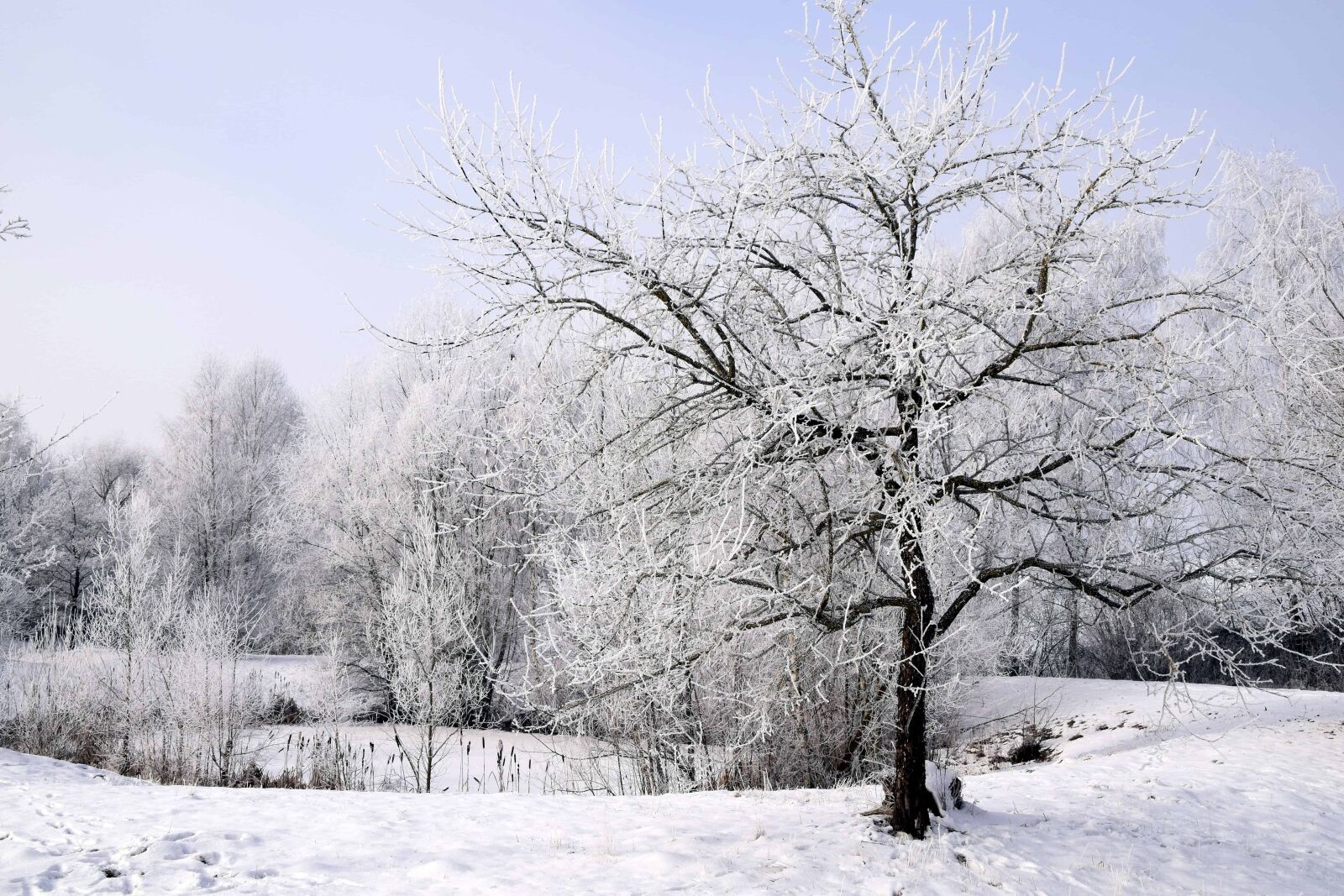 Nikon D3300 sample photo. Ice, landscape, winter, tree photography