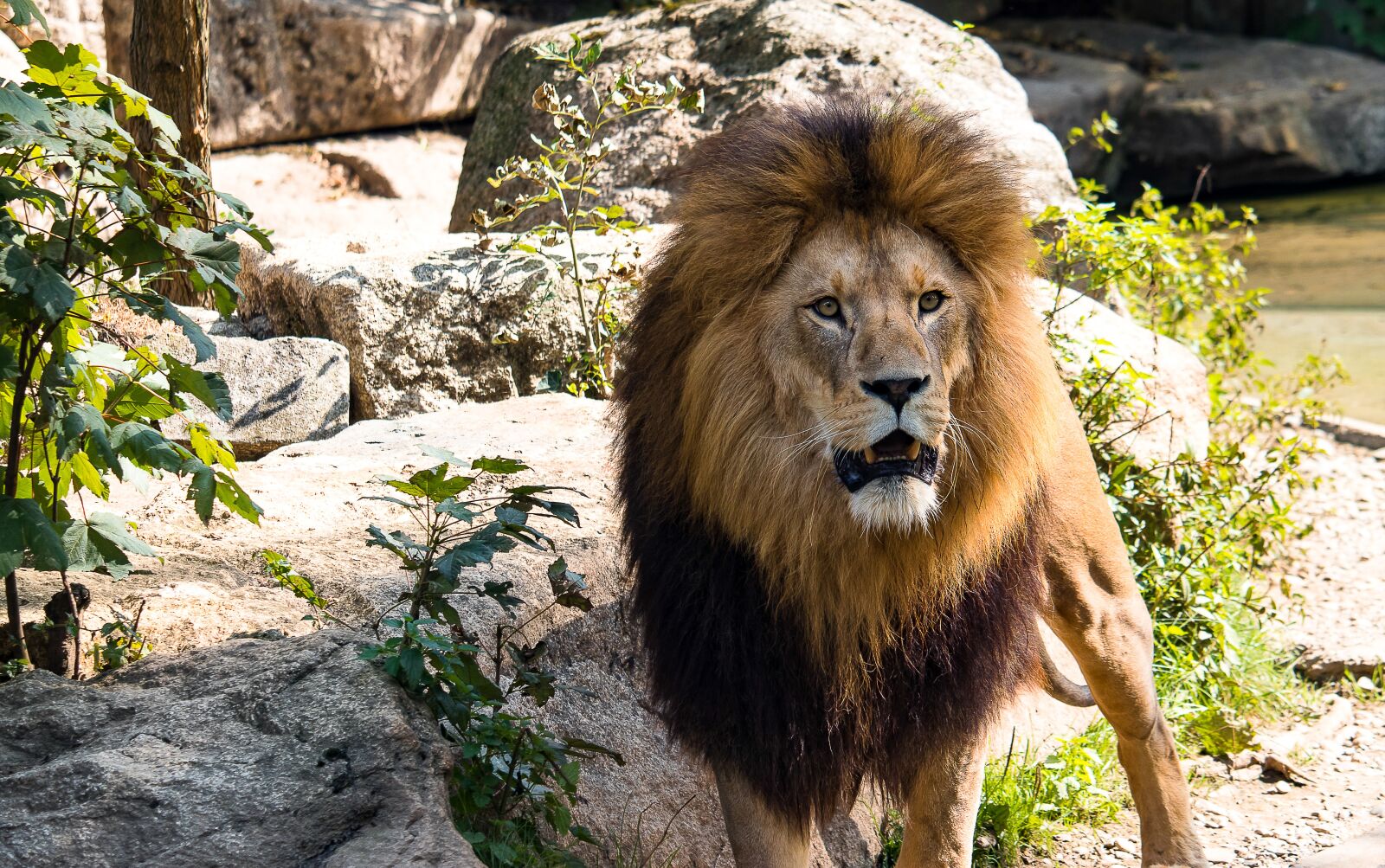Canon EF-S 55-250mm F4-5.6 IS STM sample photo. Lion, predator, big cat photography